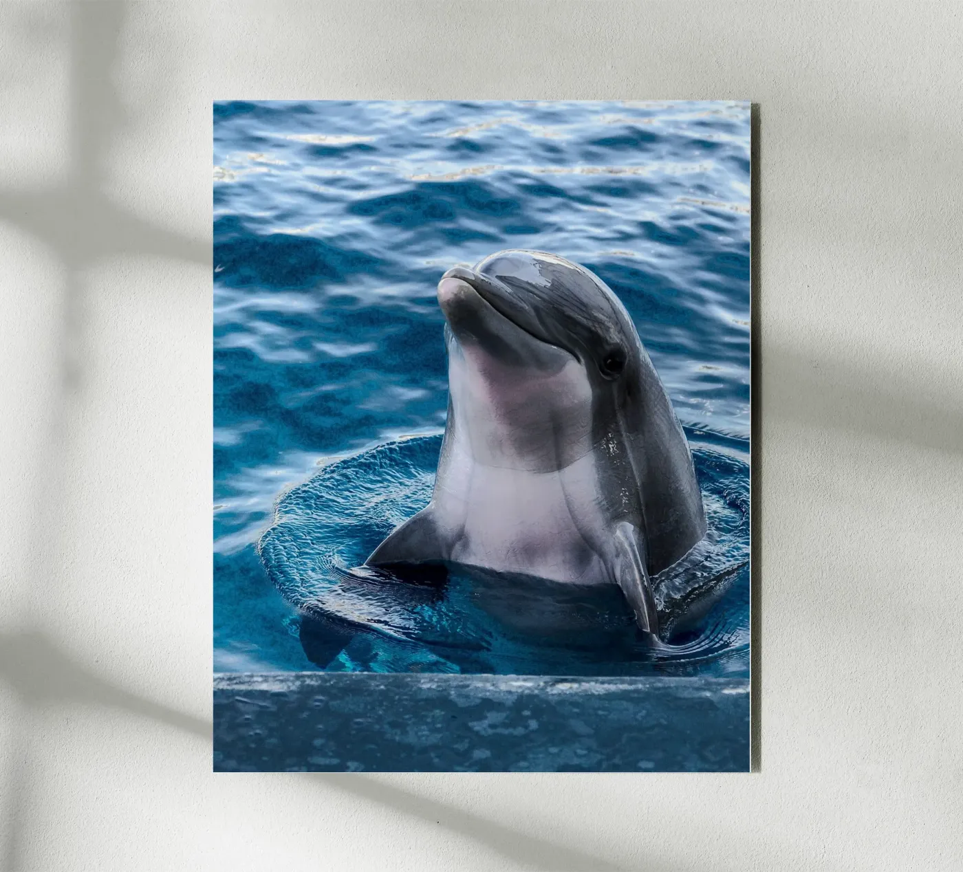 Ocean Acrobat forex plate by Nature's Palette