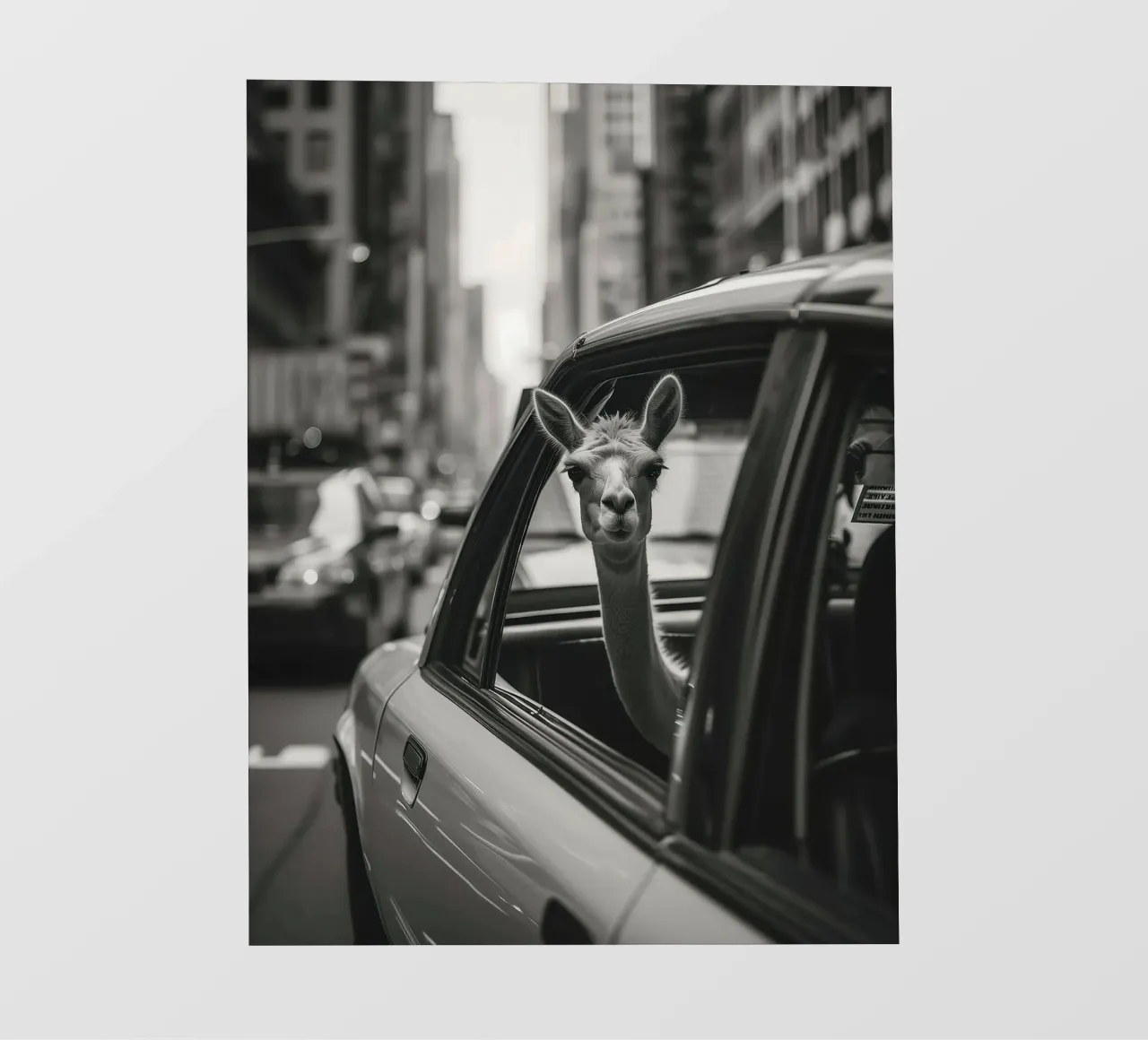 Traveling llama in New York pellicola backlit da Leonard Barreiro