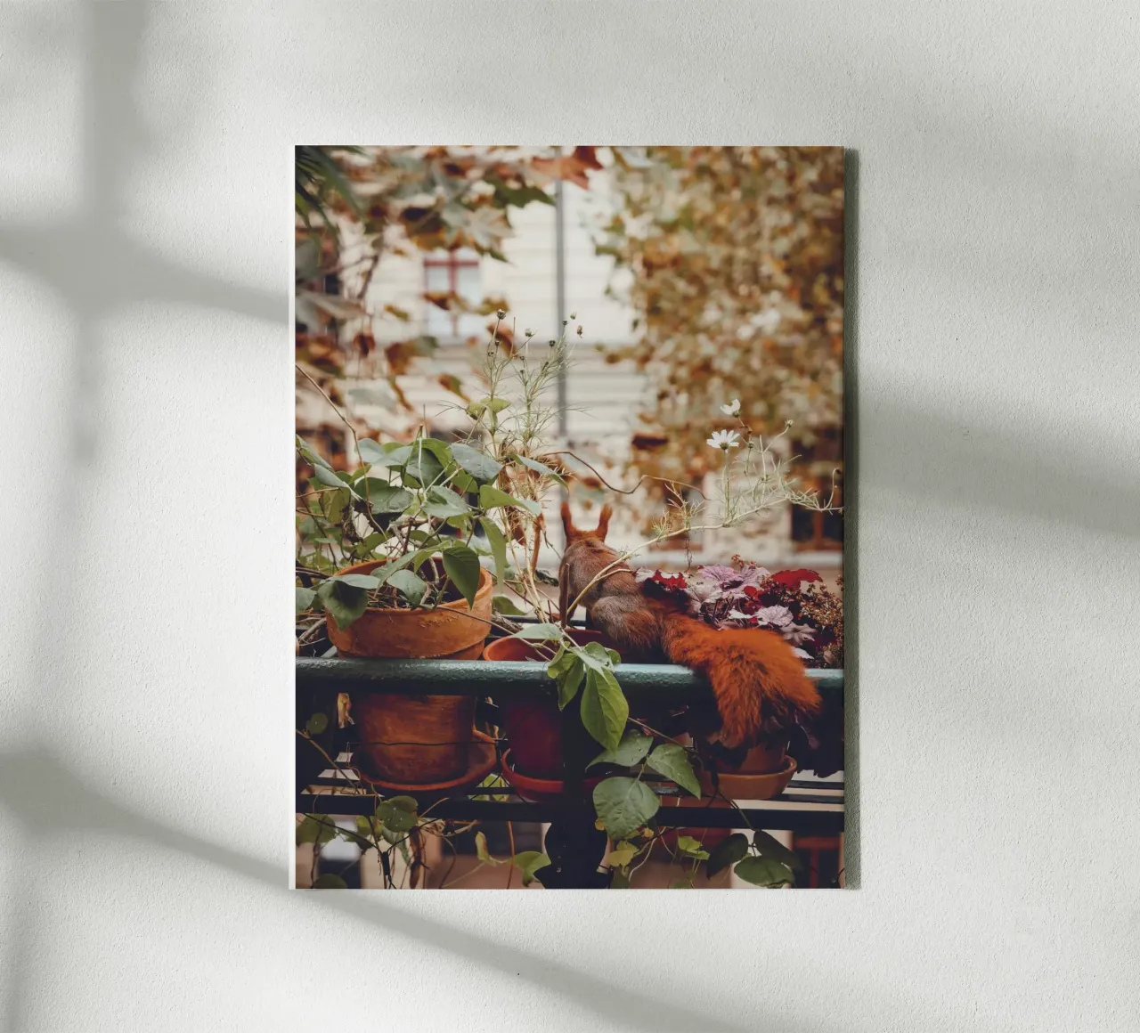 Balcony squirrel I canvas with Floater frame by Janine Sommer Fotografie