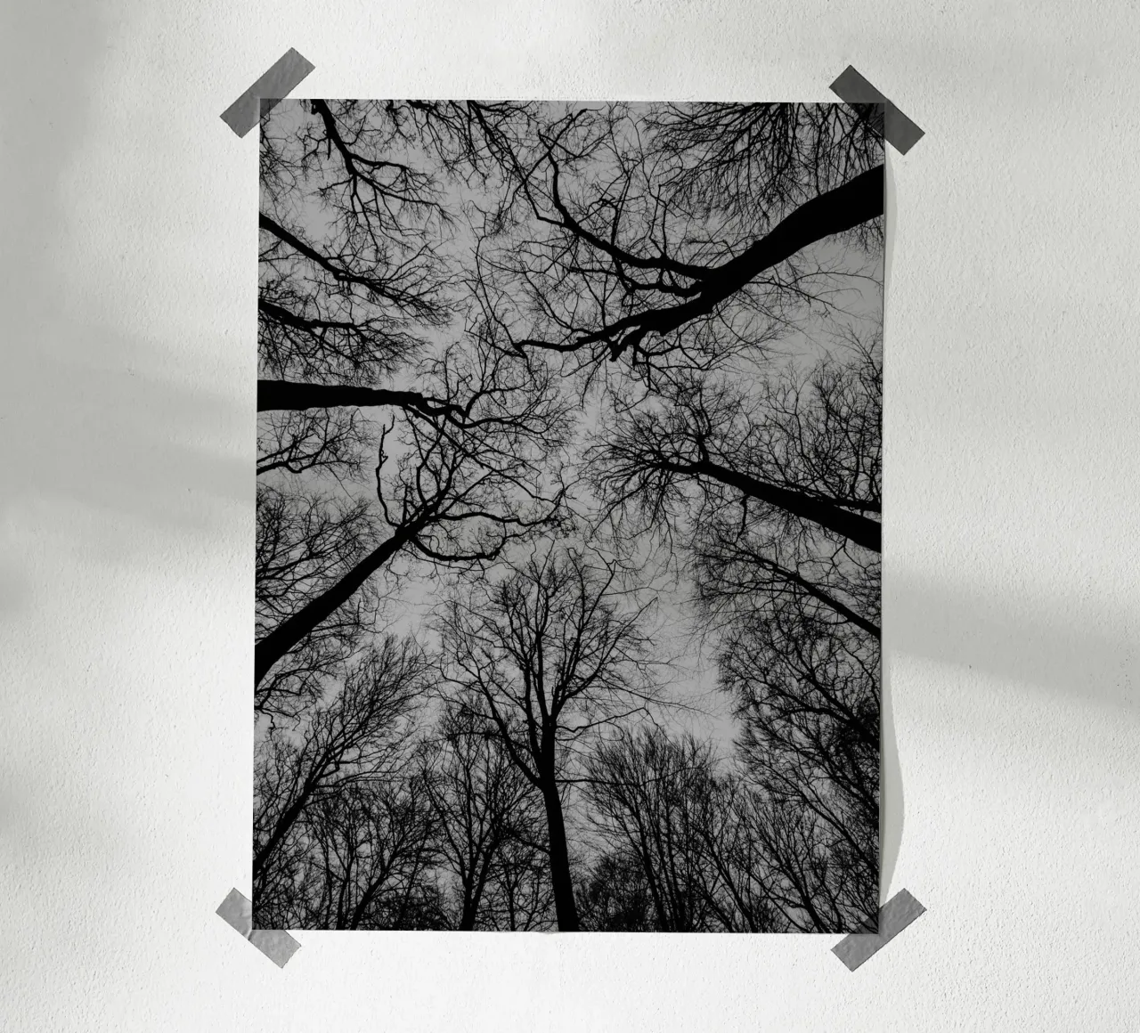 Spaces between trees poster by Janine Sommer Fotografie