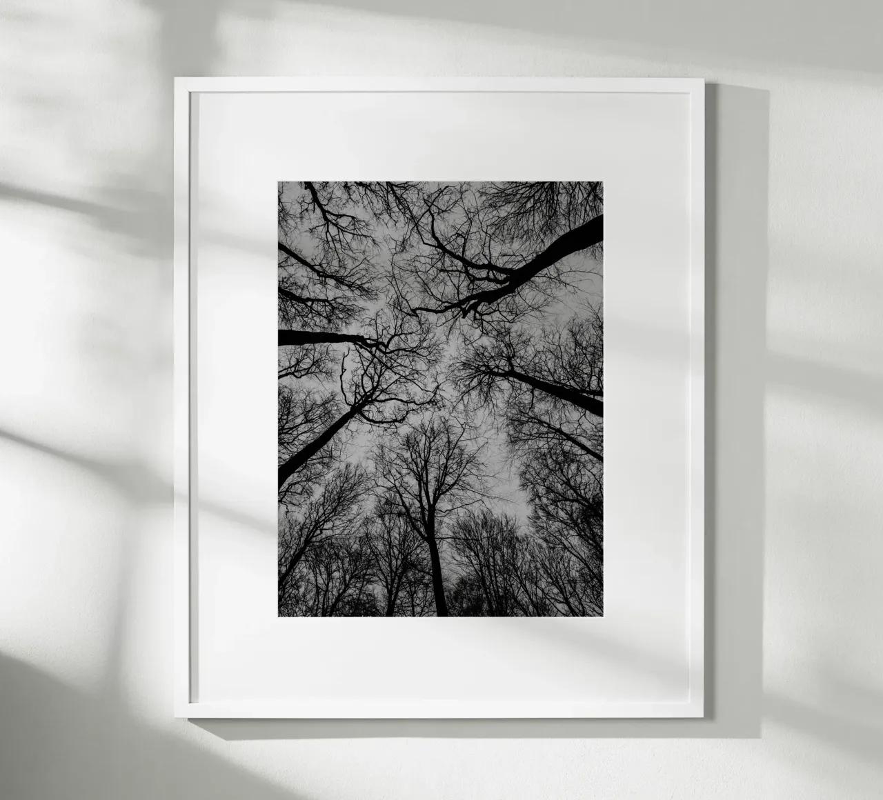Spaces between trees poster by Janine Sommer Fotografie