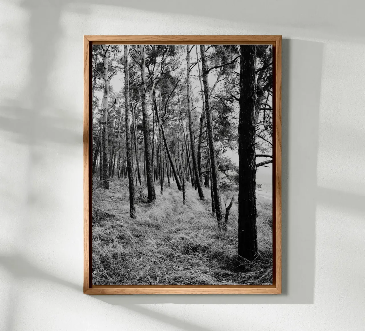 Alberi costieri alluminio dibond da Janine Sommer Fotografie