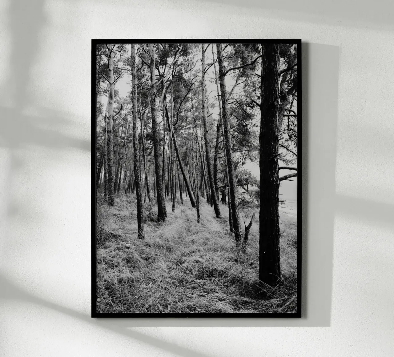 Alberi costieri carta hahnemühle da Janine Sommer Fotografie
