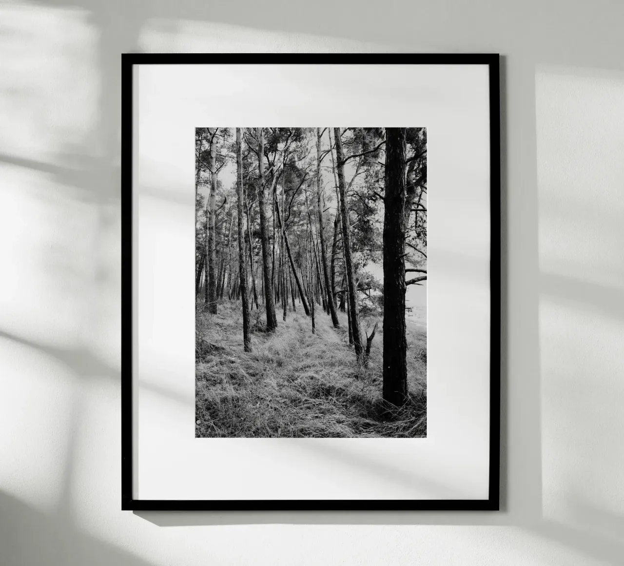 Alberi costieri carta hahnemühle da Janine Sommer Fotografie
