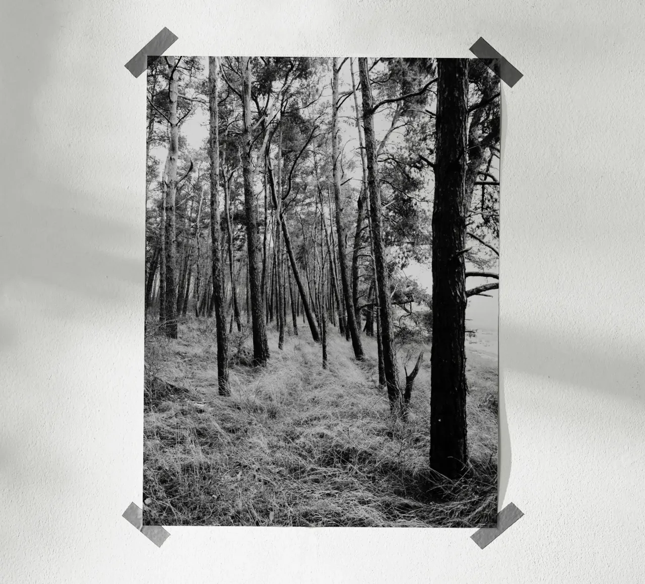 Alberi costieri carta hahnemühle da Janine Sommer Fotografie