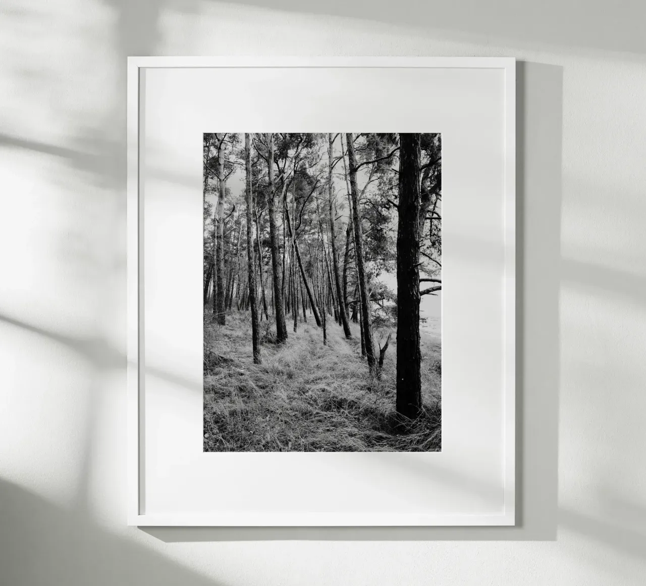 Alberi costieri carta hahnemühle da Janine Sommer Fotografie