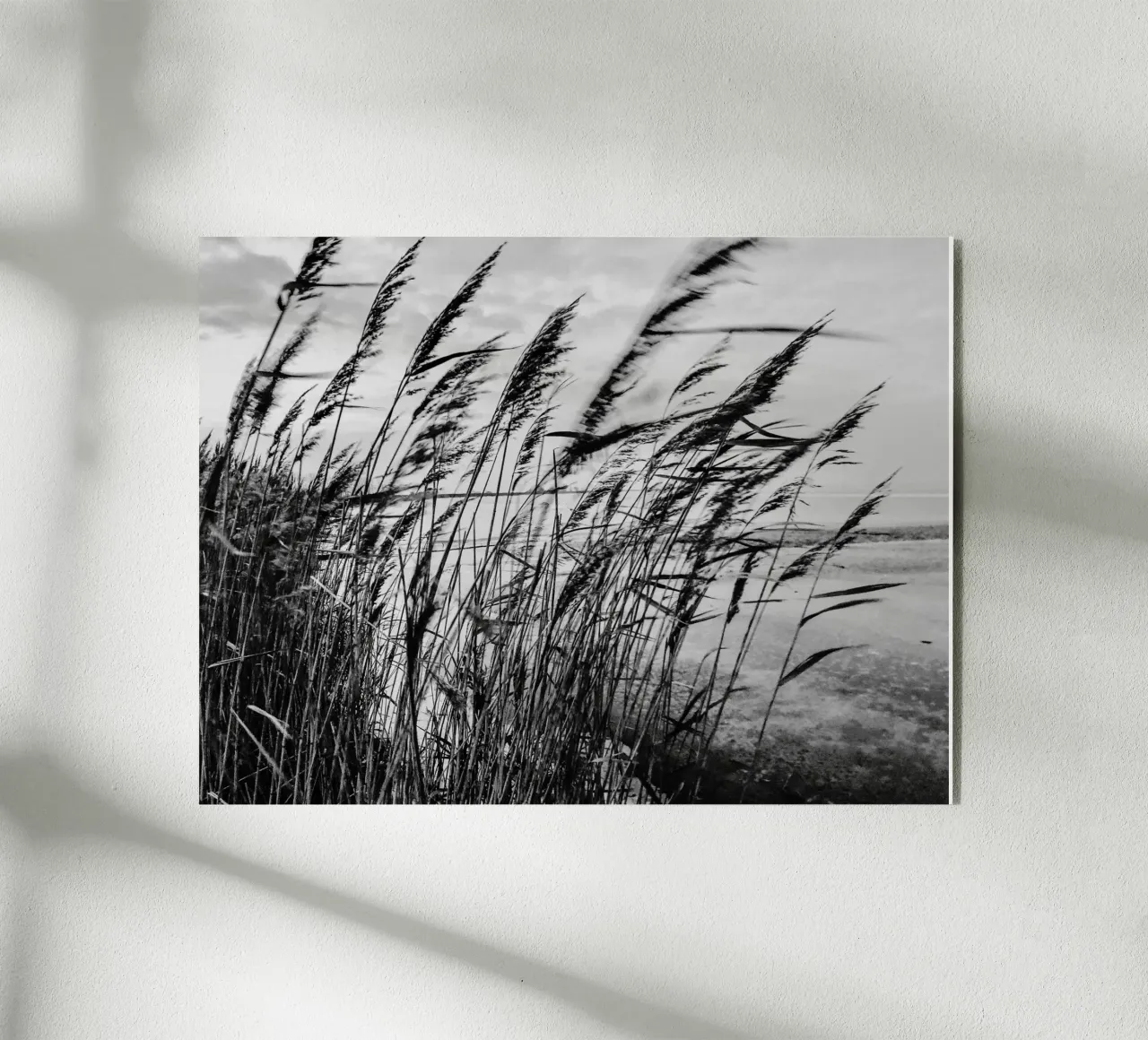 Erbe sulla spiaggia in inverno plexiglass da Janine Sommer Fotografie