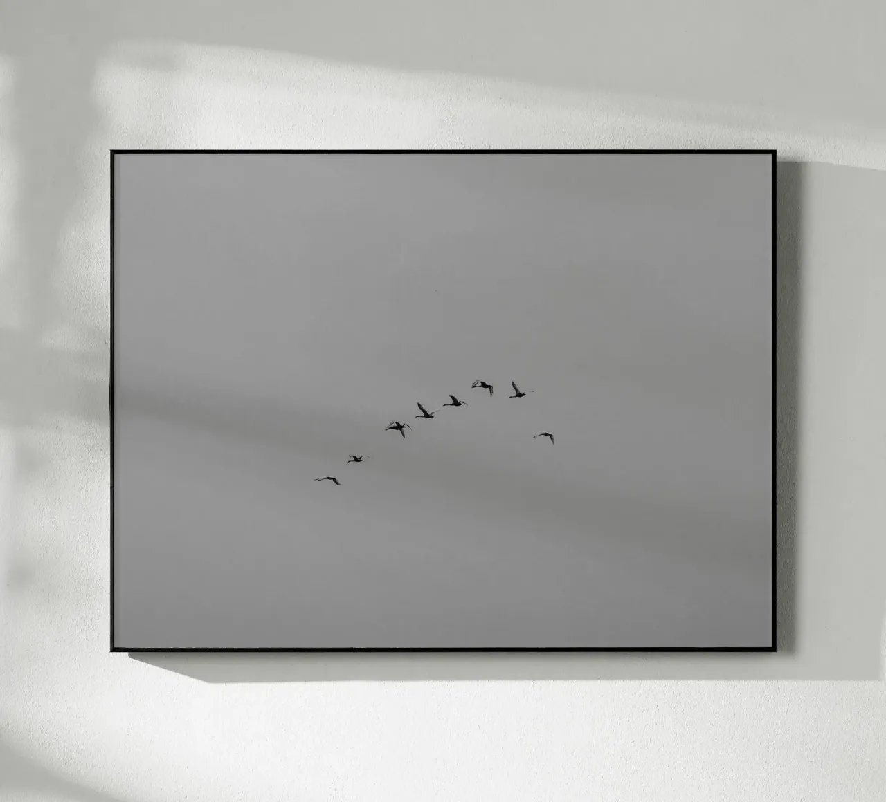 Cigni migratori plexiglass da Janine Sommer Fotografie