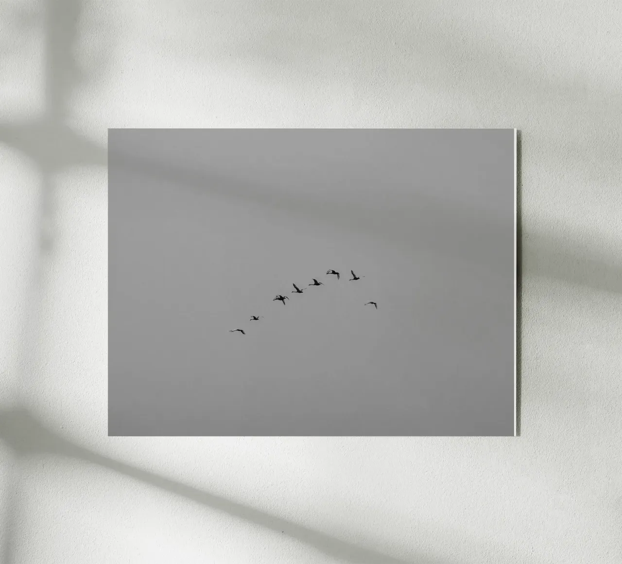 Cigni migratori plexiglass da Janine Sommer Fotografie