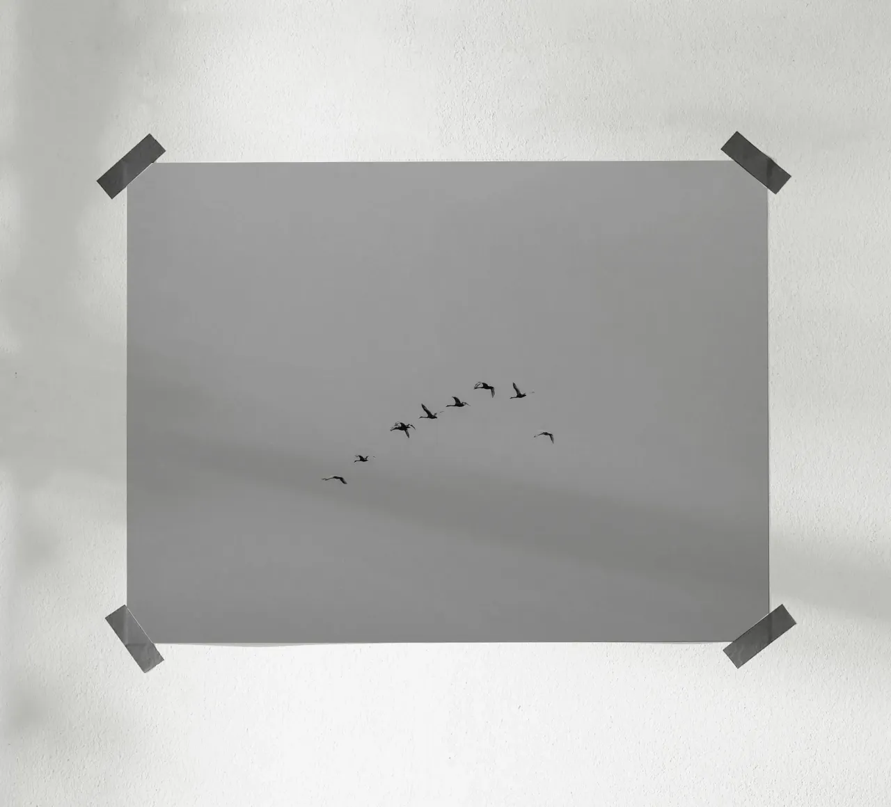 Cigni migratori carta hahnemühle da Janine Sommer Fotografie