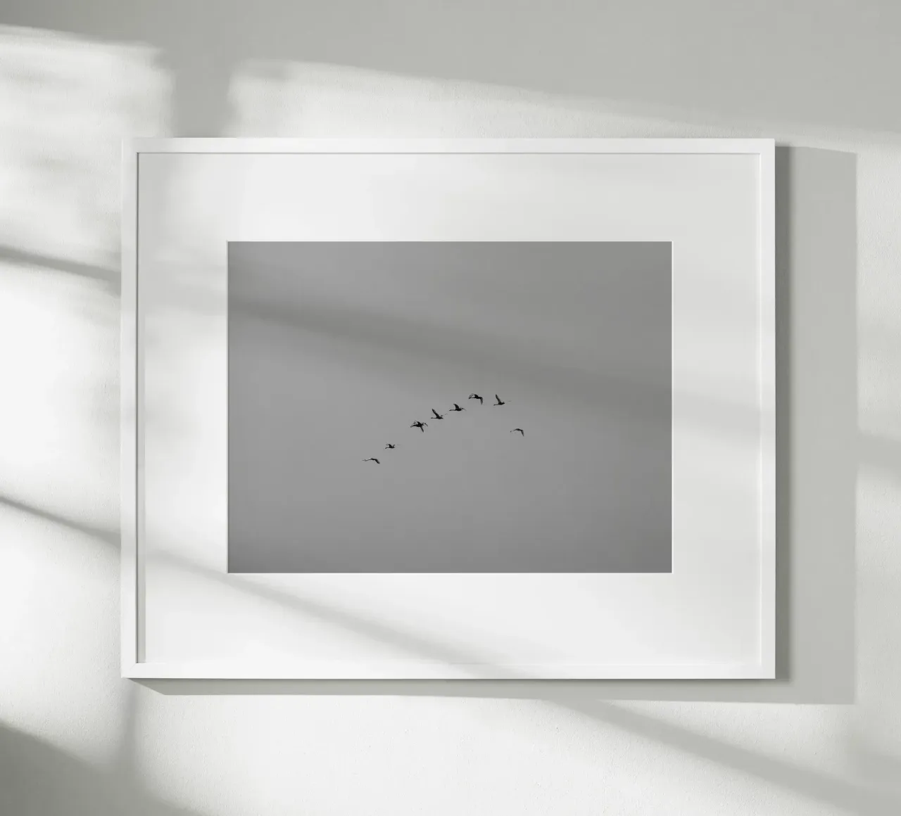 Cigni migratori carta hahnemühle da Janine Sommer Fotografie