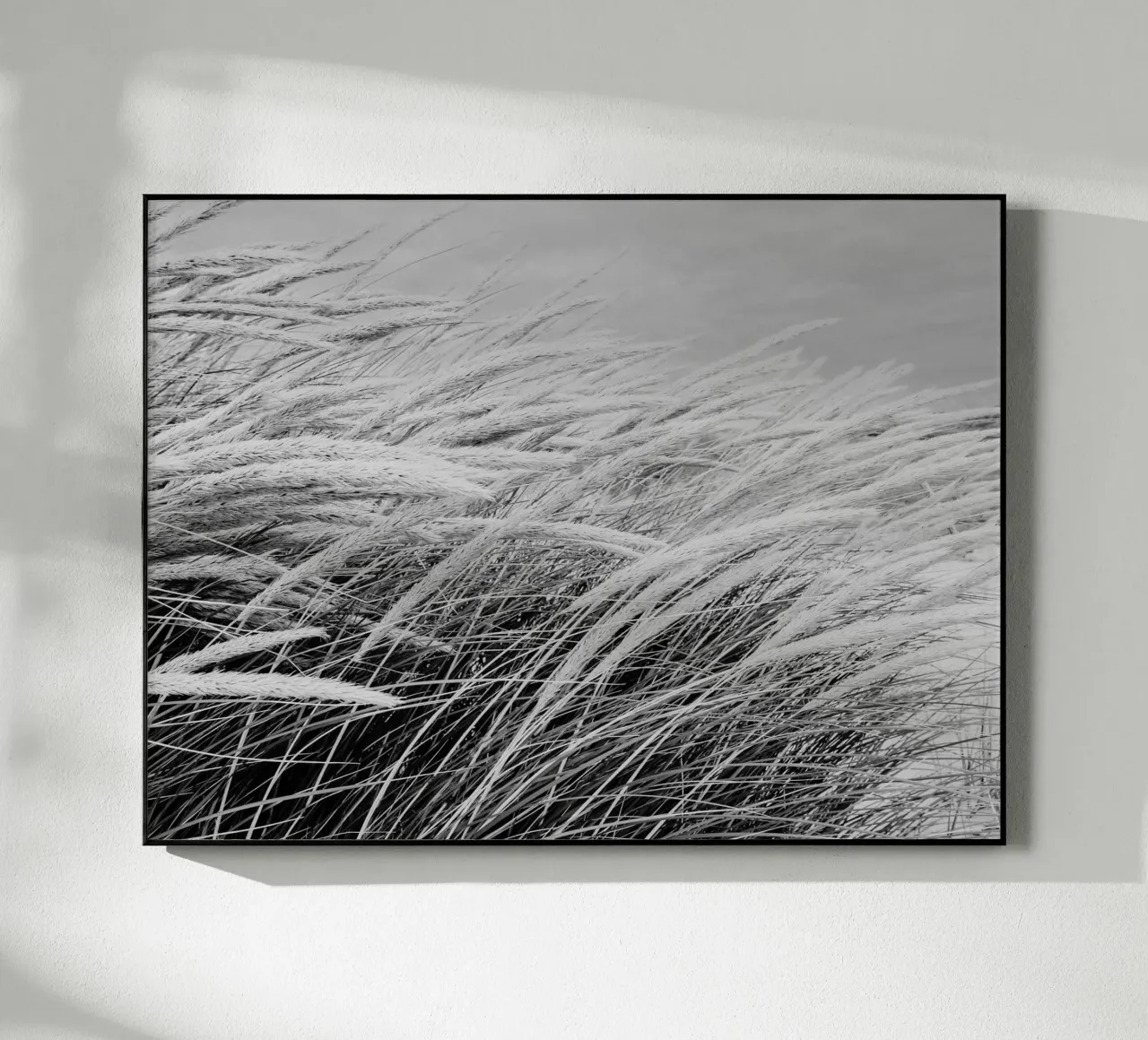 Erba delle dune I plexiglass da Janine Sommer Fotografie