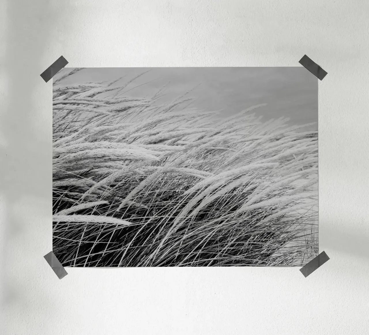Erba delle dune I carta hahnemühle da Janine Sommer Fotografie