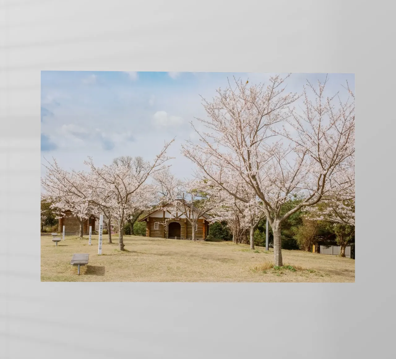 Alberi di ciliegio in fiore a Kyushu, Giappone pellicola backlit da Marcel Bisig