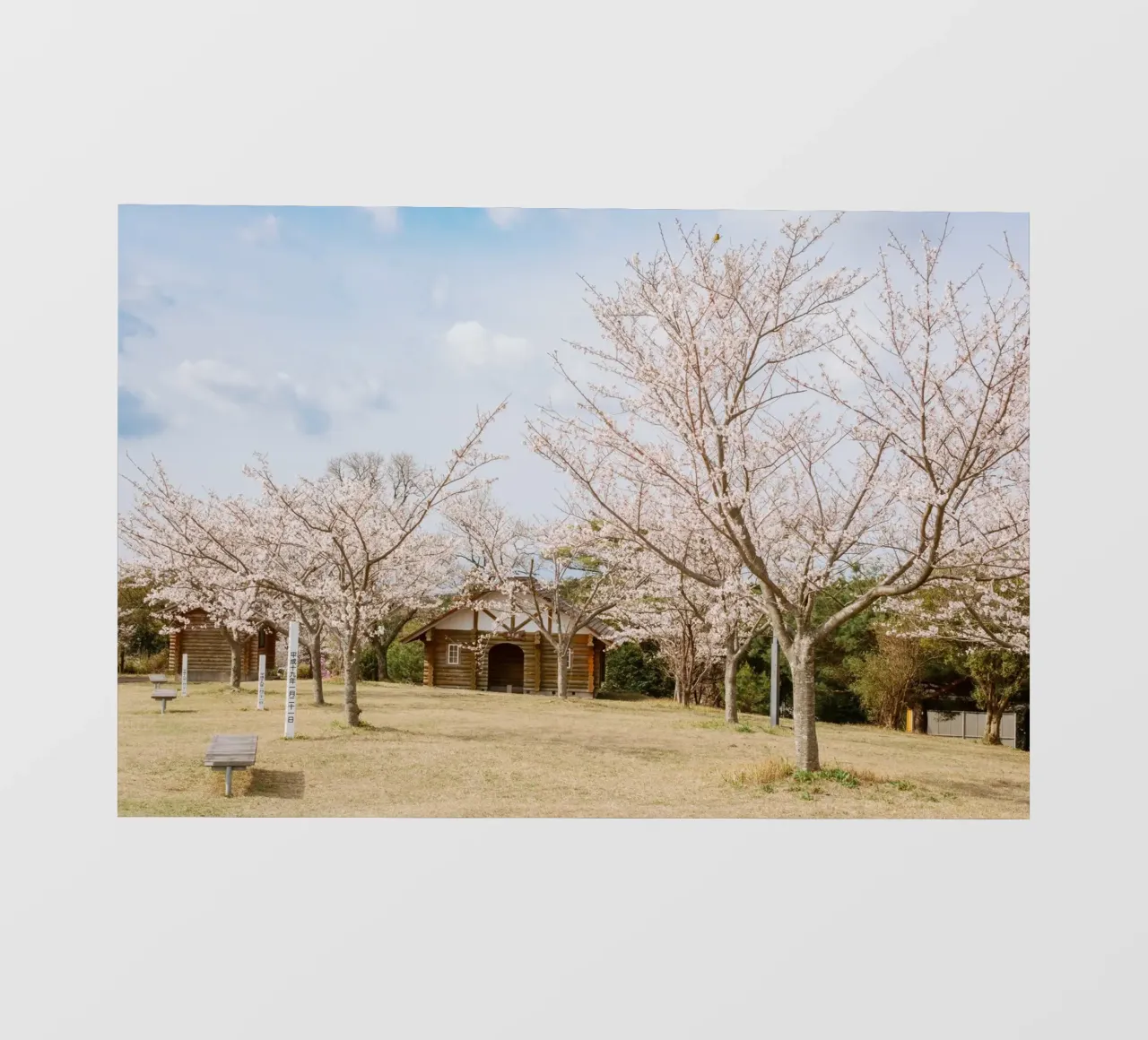 Alberi di ciliegio in fiore a Kyushu, Giappone pellicola backlit da Marcel Bisig
