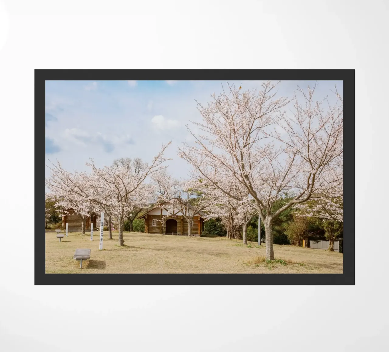 Alberi di ciliegio in fiore a Kyushu, Giappone zerbino da Marcel Bisig
