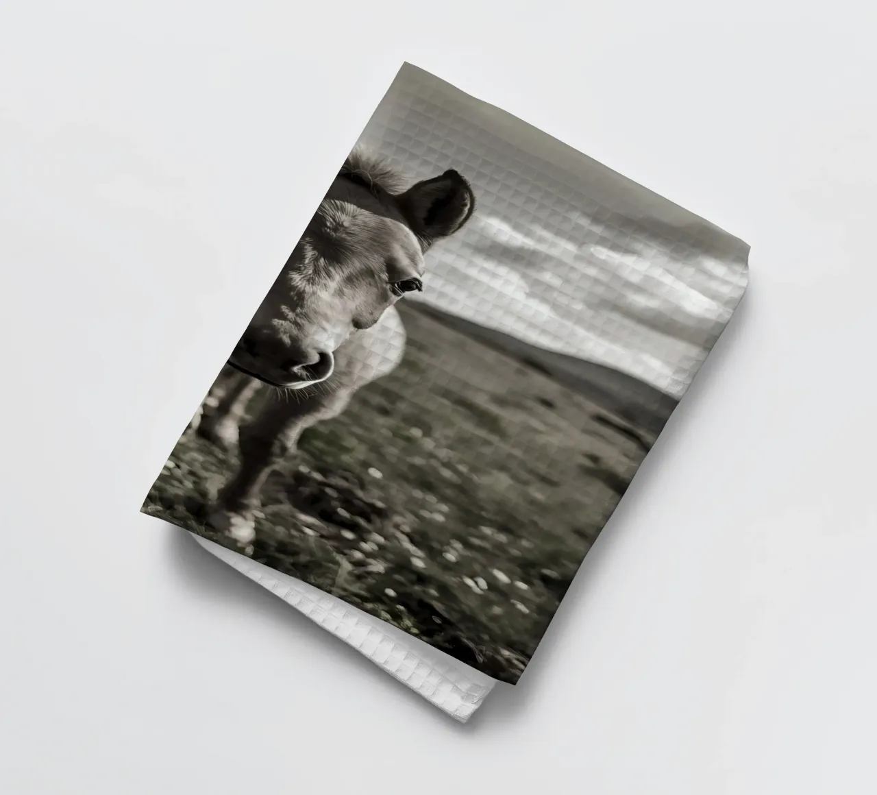 Puledro in piedi in un campo erboso in scala di grigi canovaccio da cucina da DesignDoodle