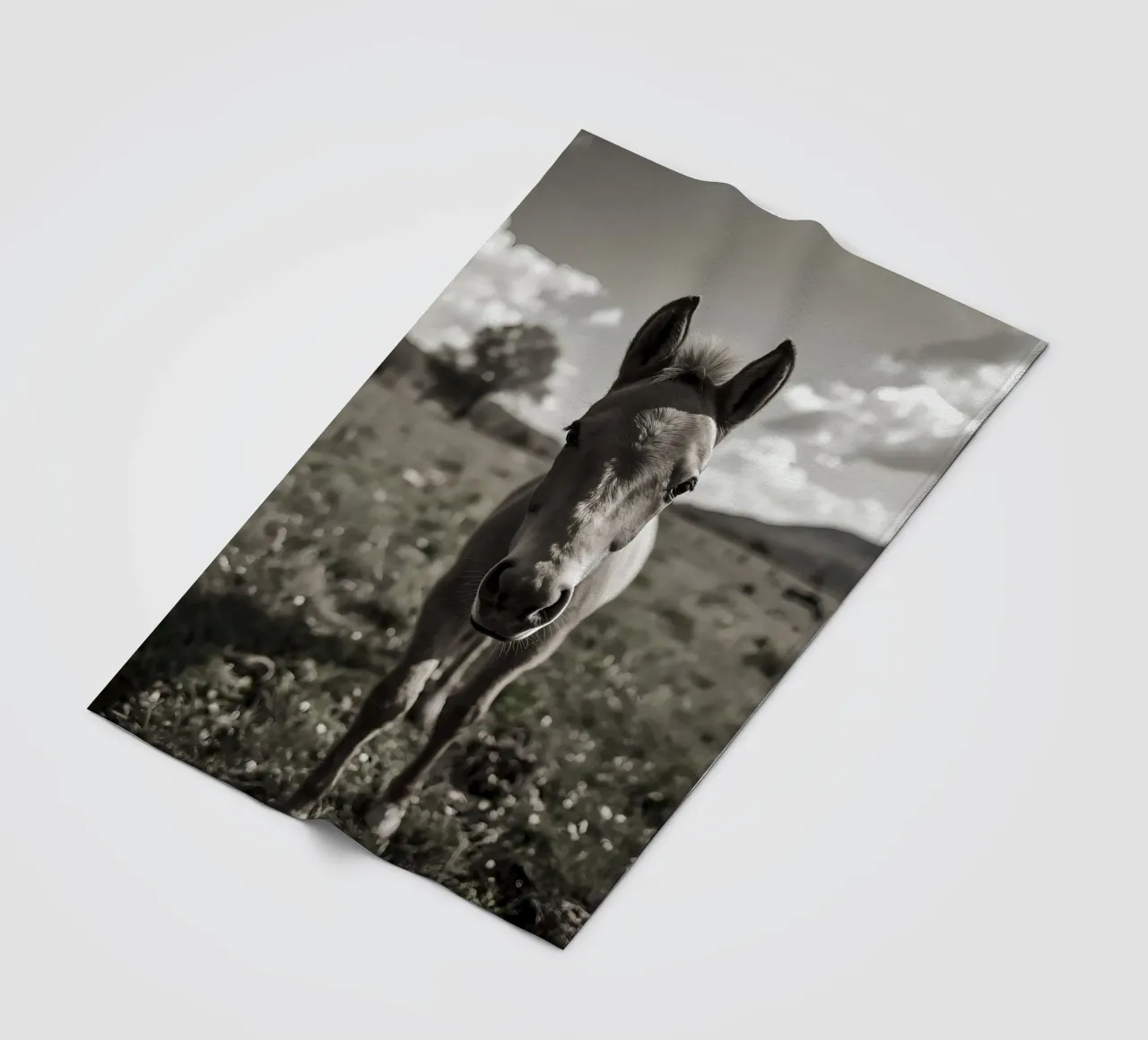 Puledro in piedi in un campo erboso in scala di grigi coperta in pile da DesignDoodle