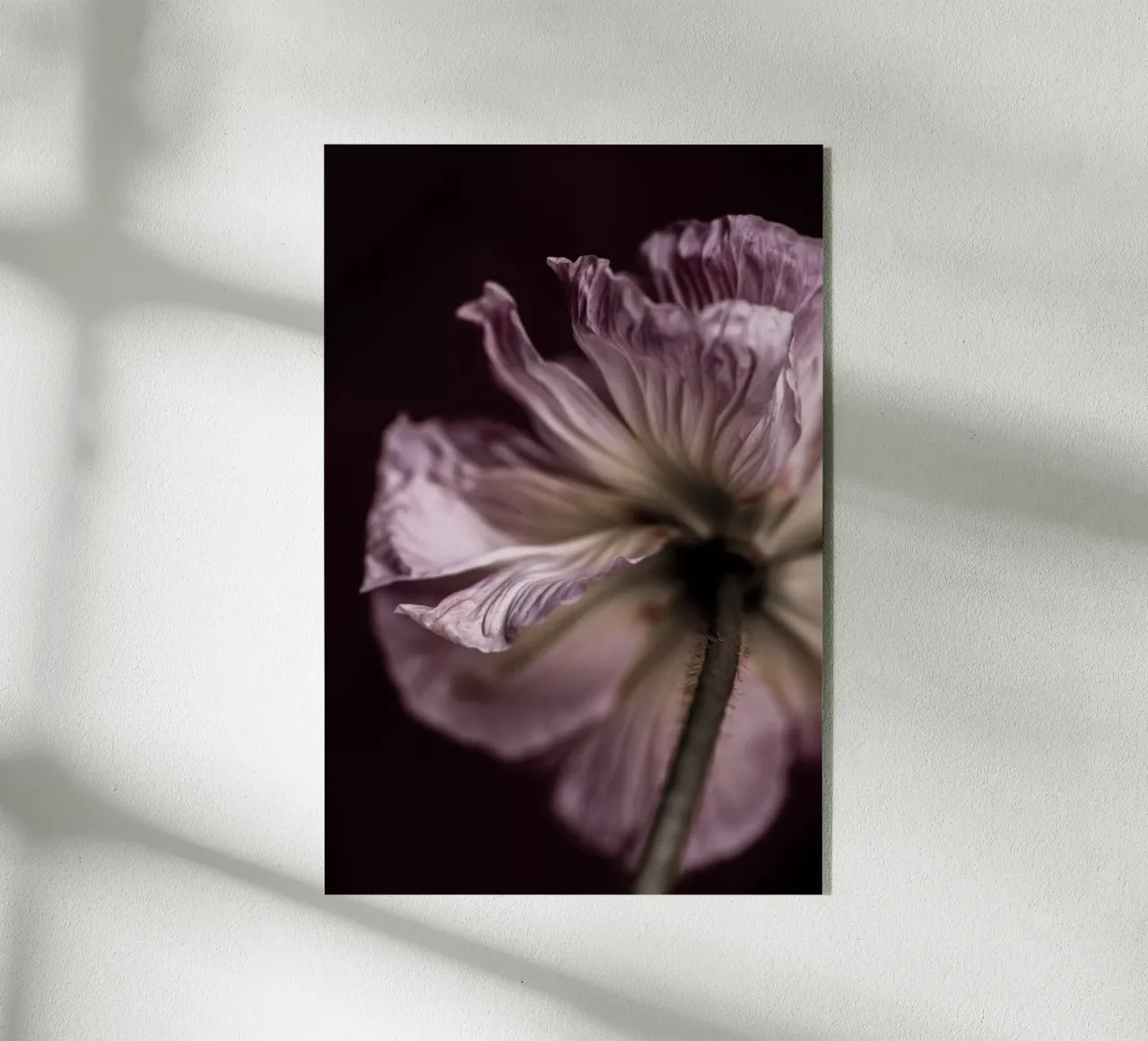 Poppies 4 plexiglass da Mareike Böhmer Photography