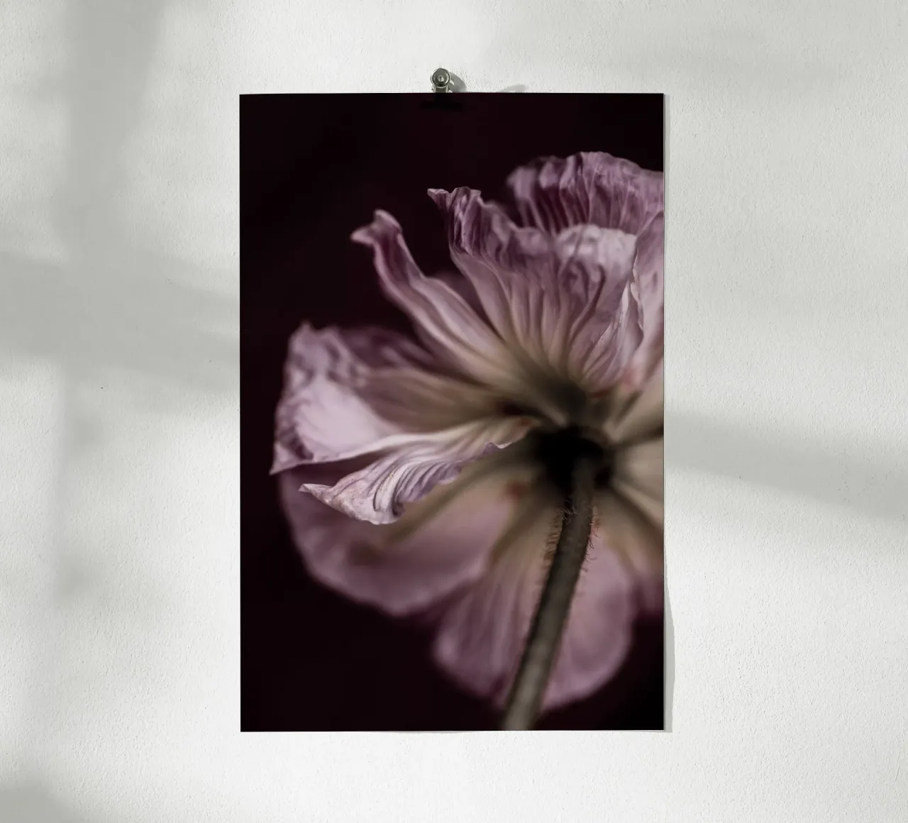 Poppies 4 carta hahnemühle da Mareike Böhmer Photography
