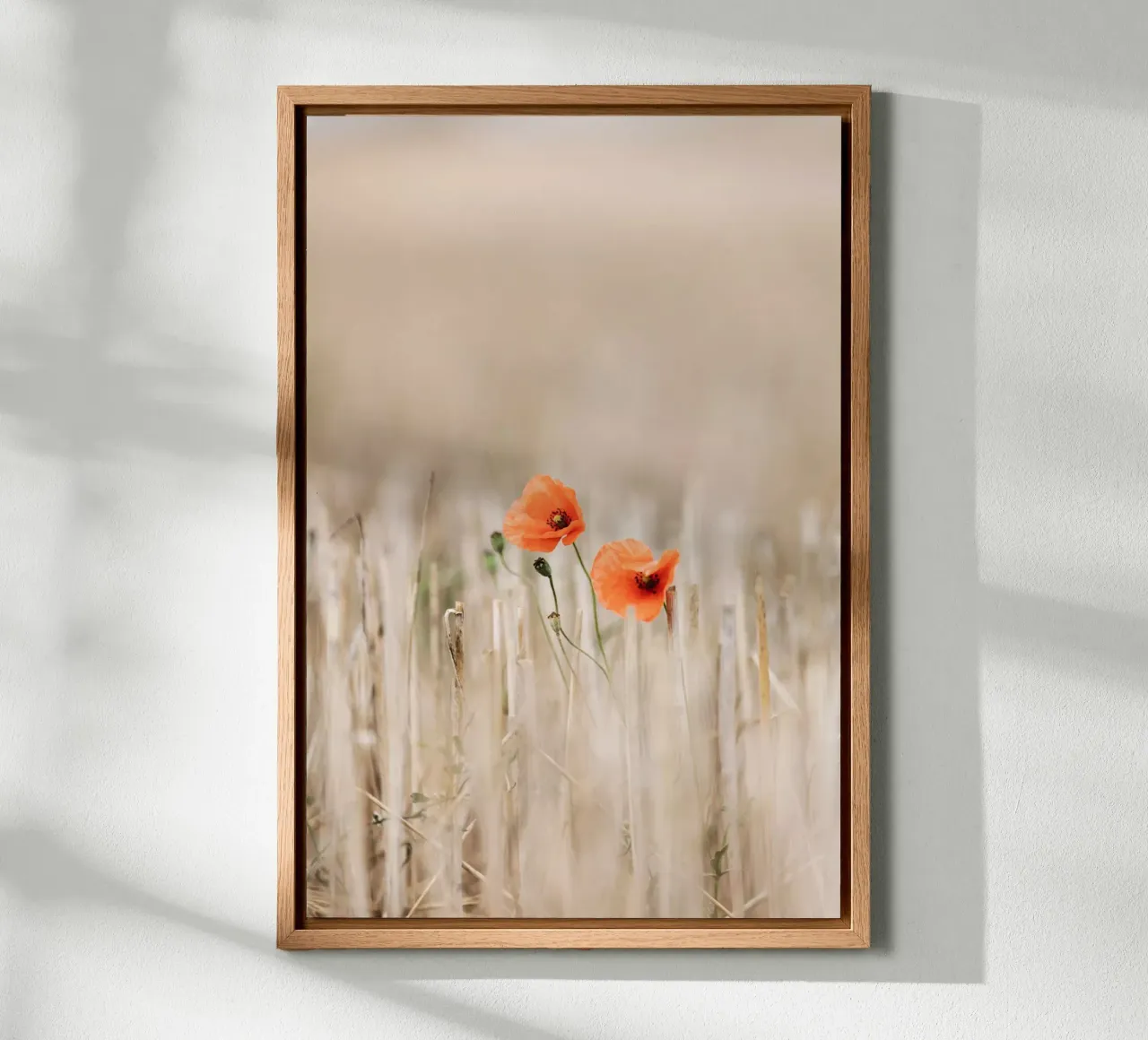 Summer Poppies Alu-Dibond von Mareike Böhmer Photography