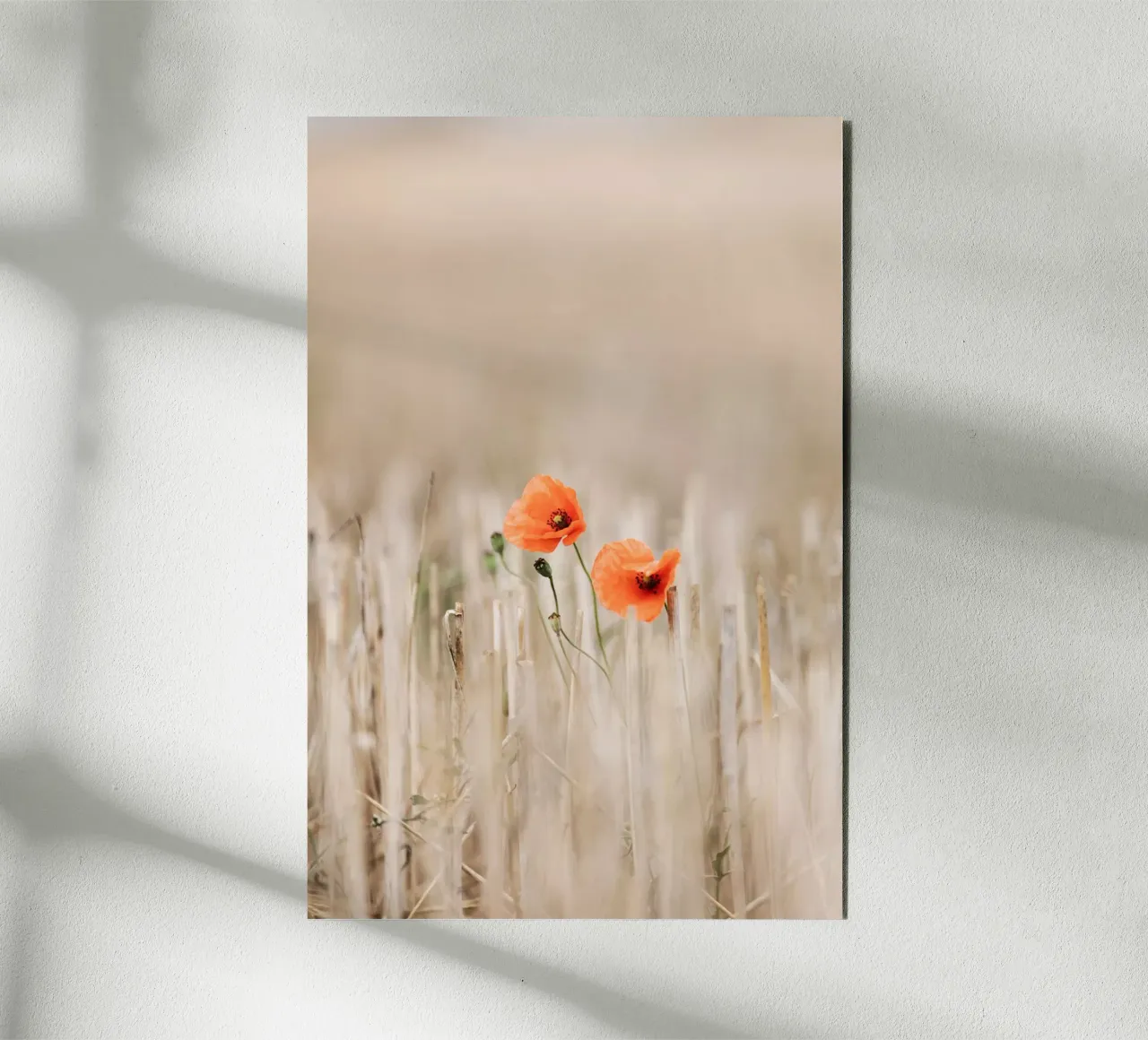 Summer Poppies Alu-Dibond von Mareike Böhmer Photography