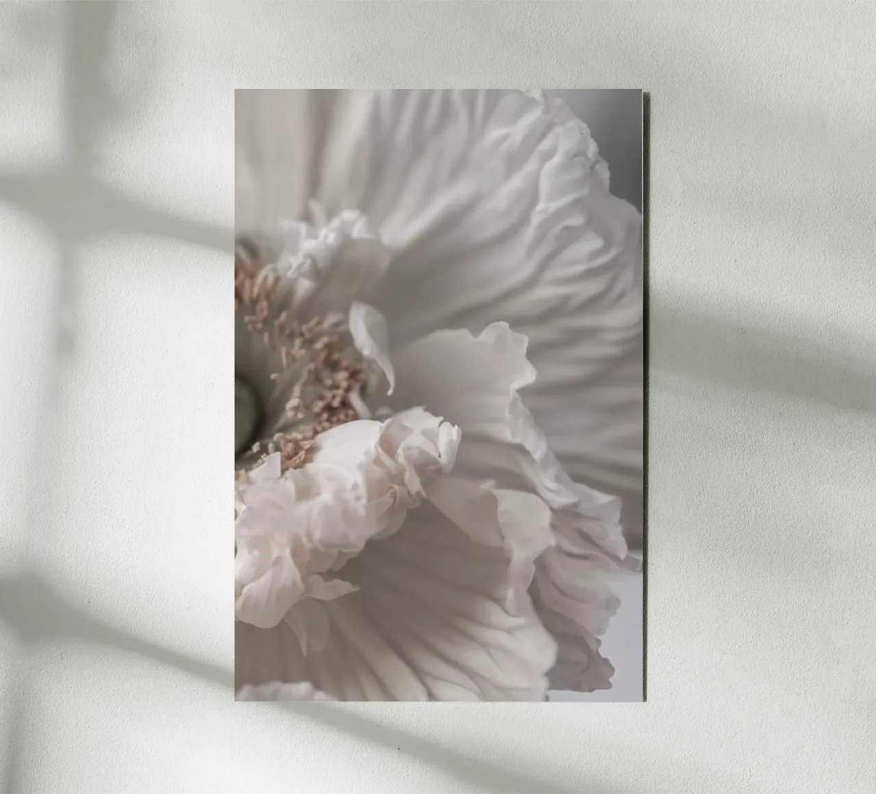 Poppy 1 Forex-Platte von Mareike Böhmer Photography