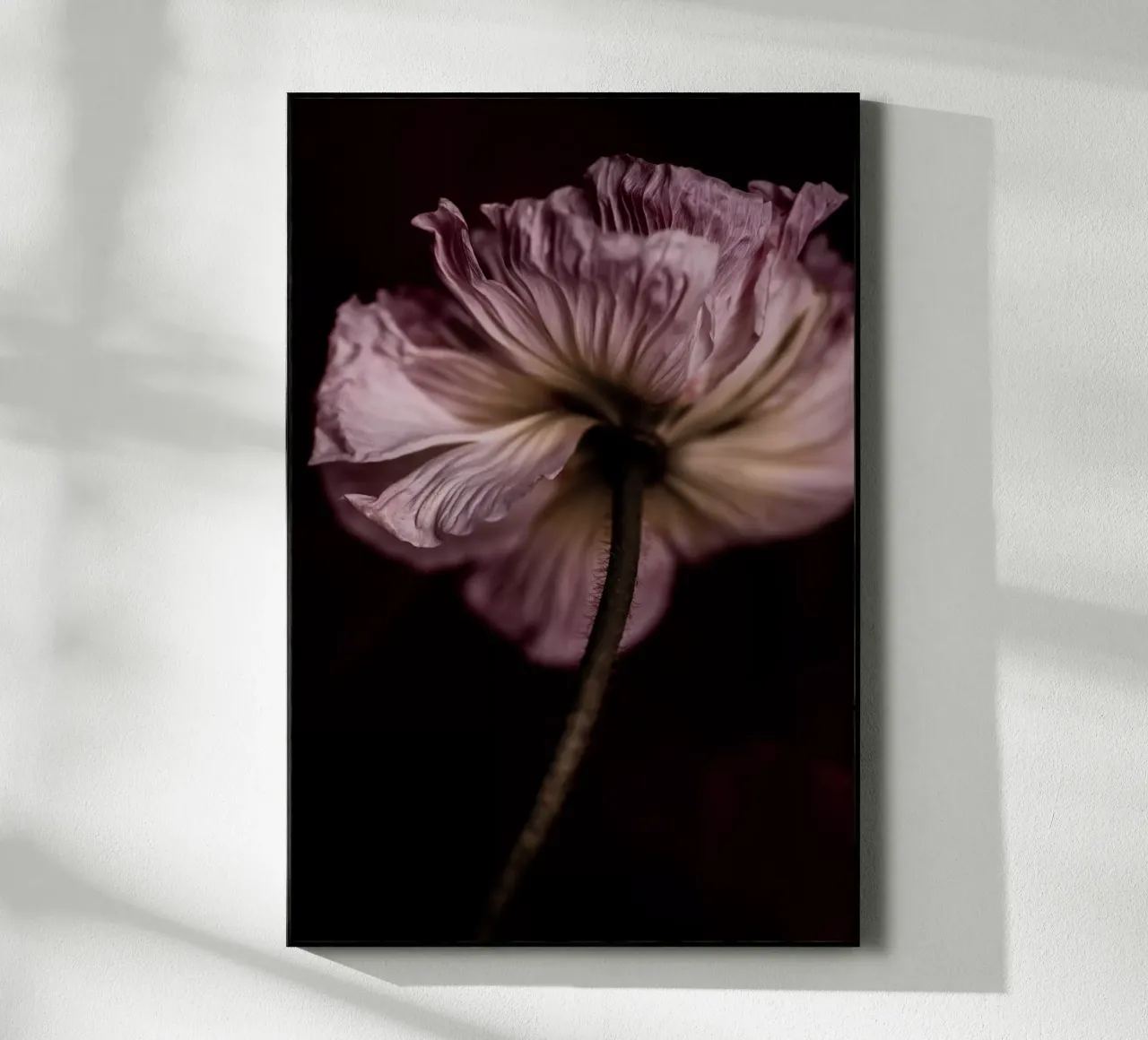 Poppy 2 plexiglass da Mareike Böhmer Photography