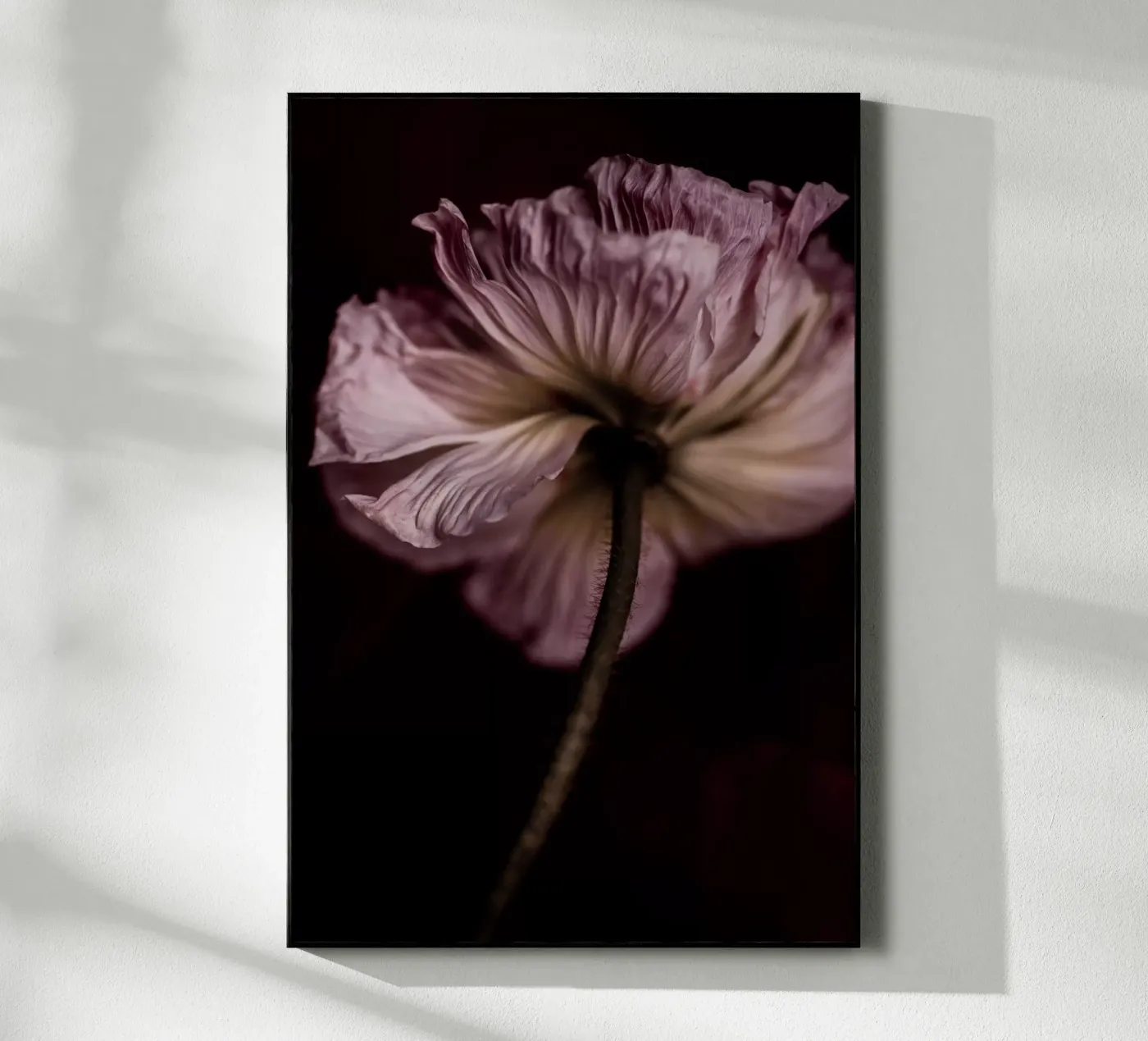 Poppy 2 plexiglass da Mareike Böhmer Photography