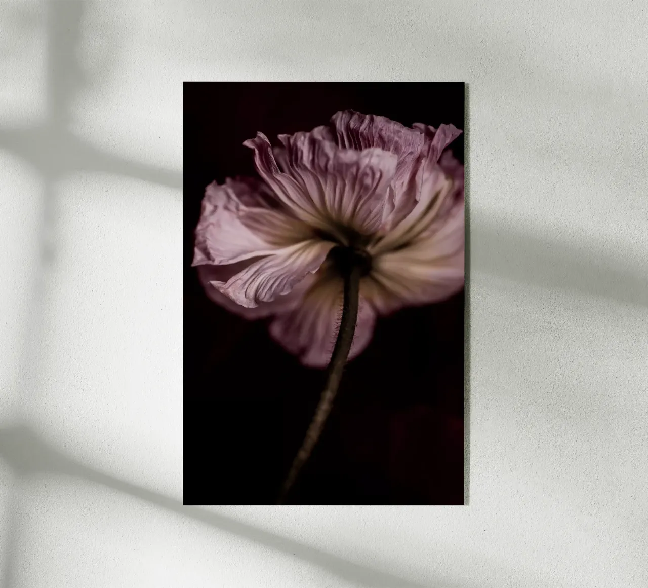 Poppy 2 plexiglass da Mareike Böhmer Photography