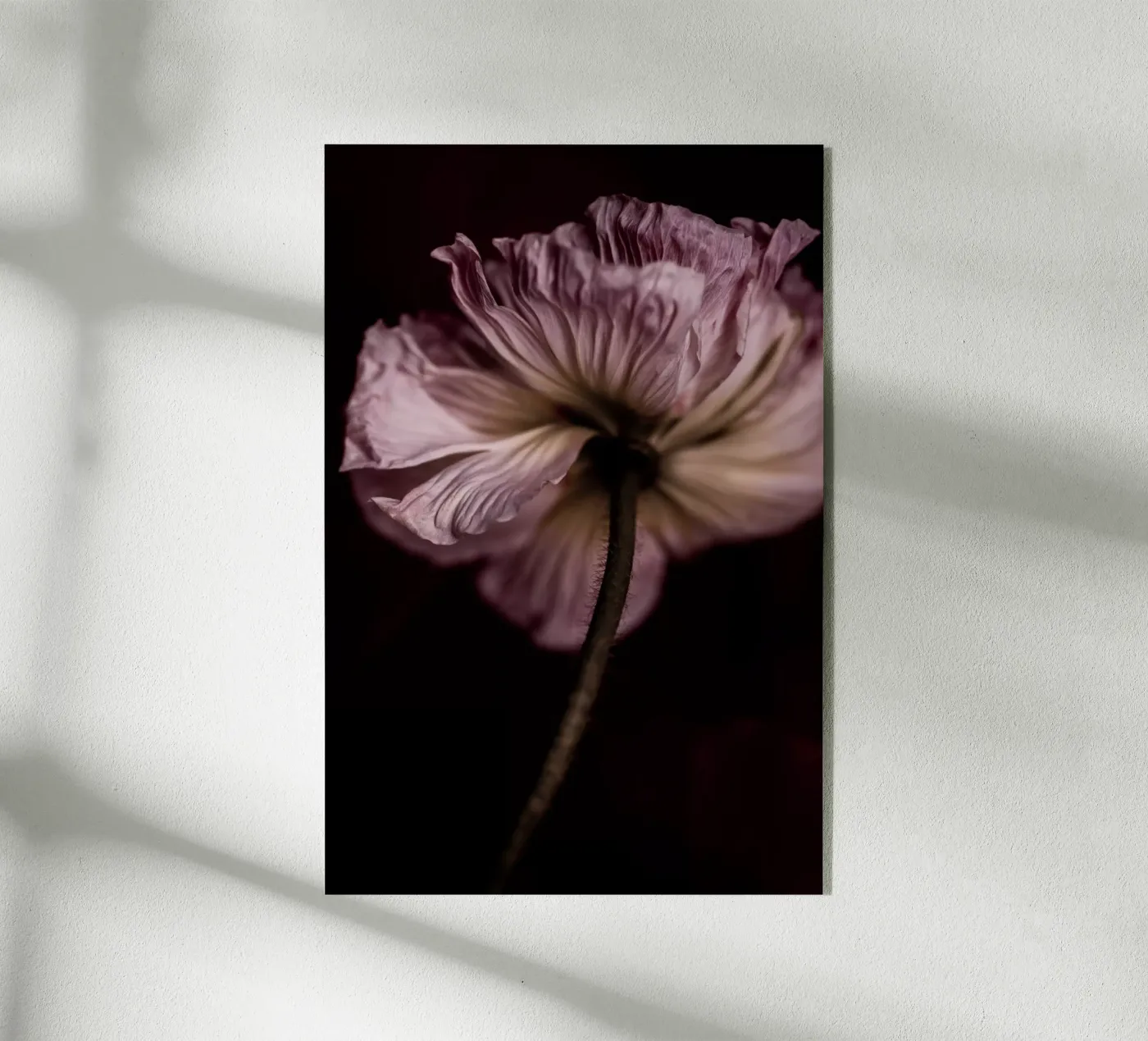 Poppy 2 plexiglass da Mareike Böhmer Photography