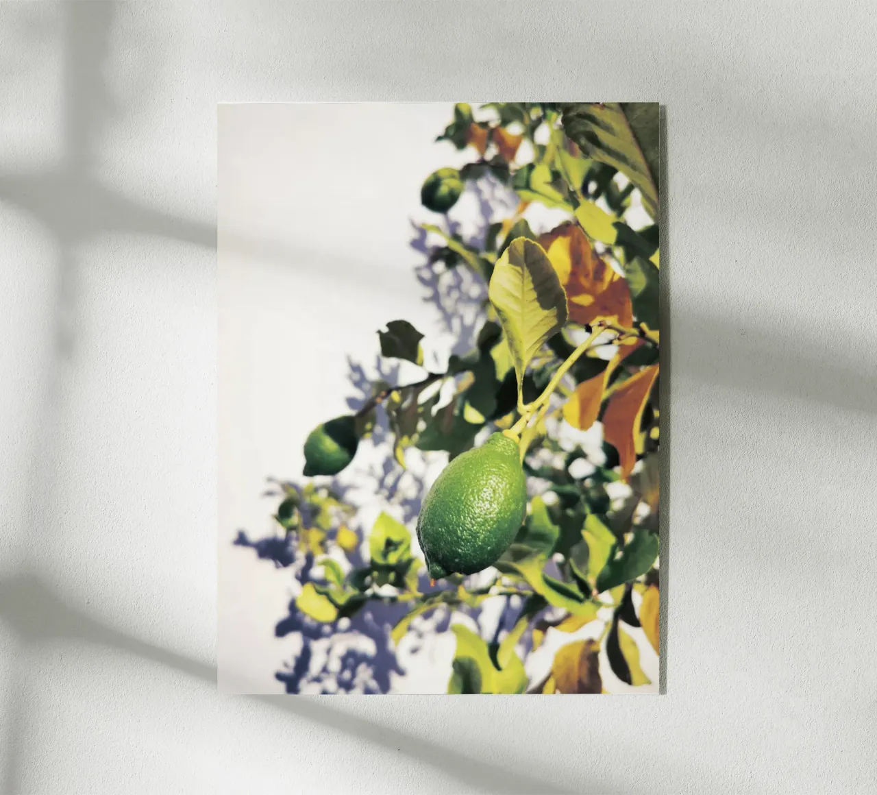 Green Lemons plexiglass da Angelo Cerantola