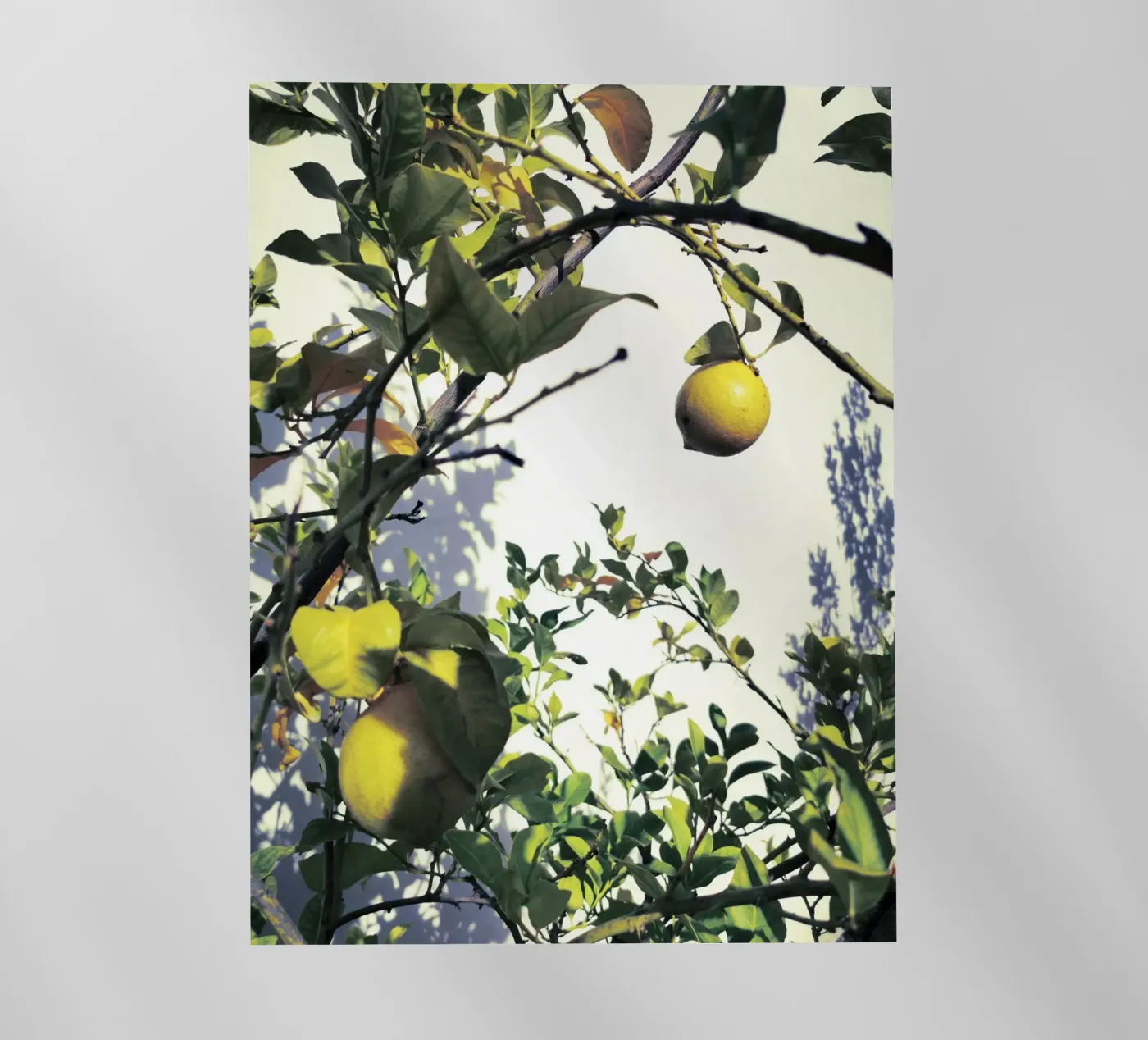 Lemons backlit folie van Angelo Cerantola