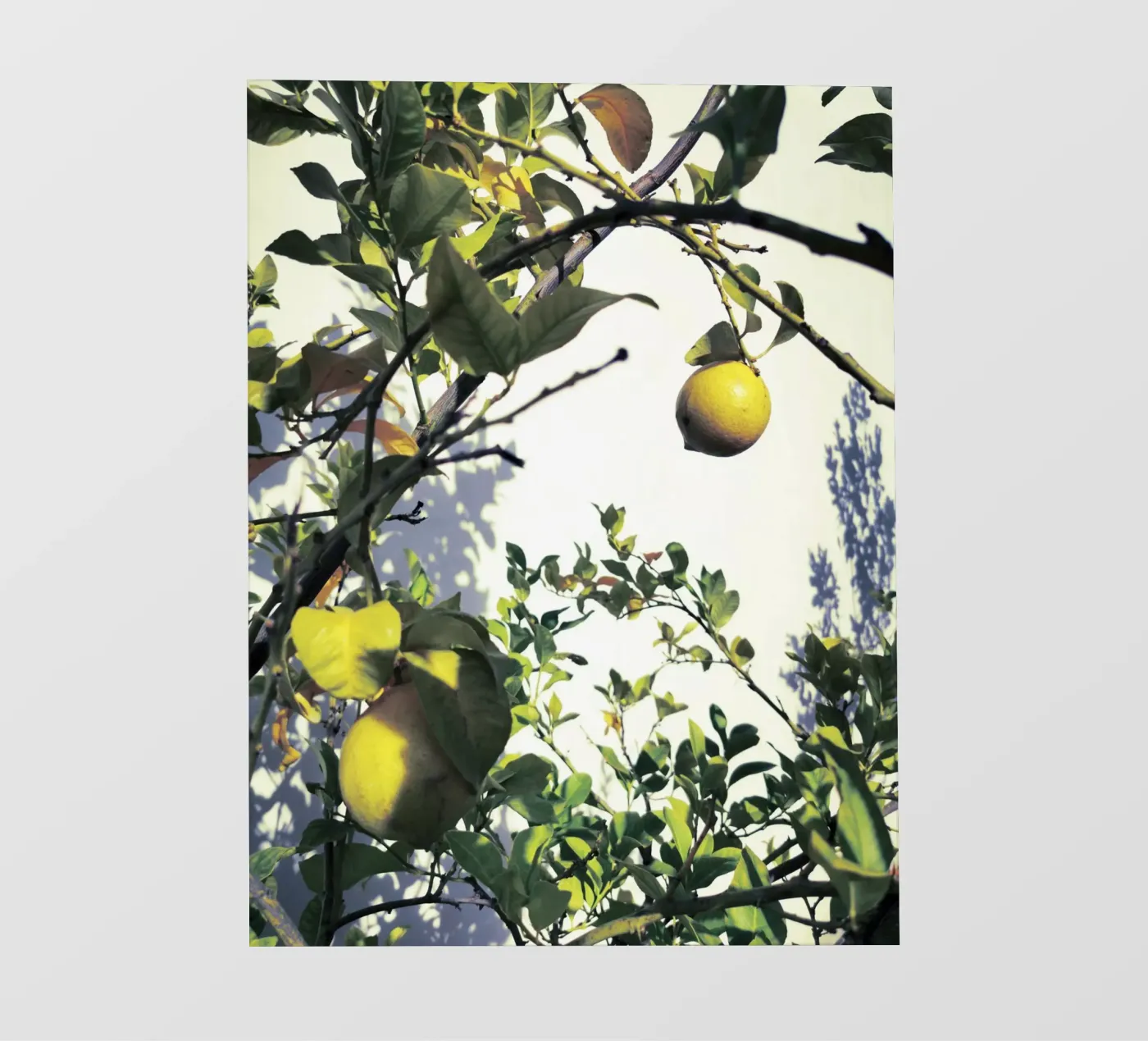 Lemons backlit folie van Angelo Cerantola