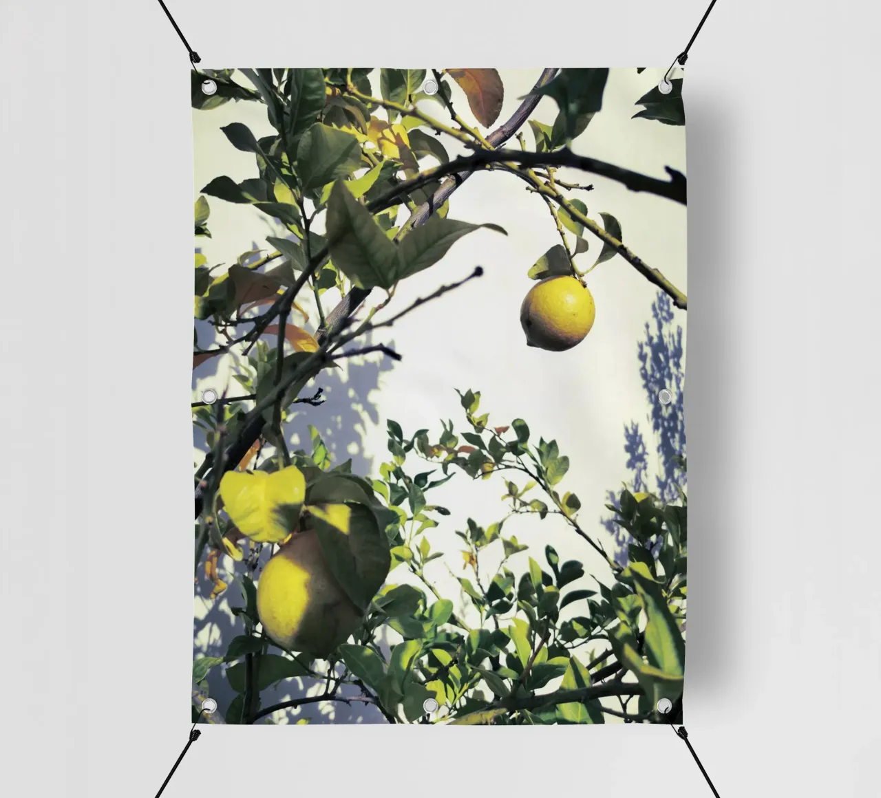 Lemons telo in pvc da Angelo Cerantola