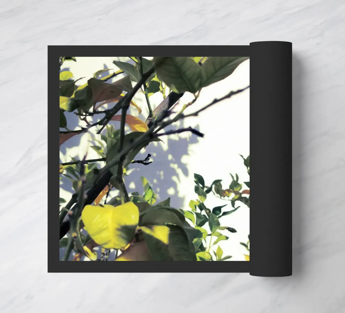 Lemons zerbino da Angelo Cerantola