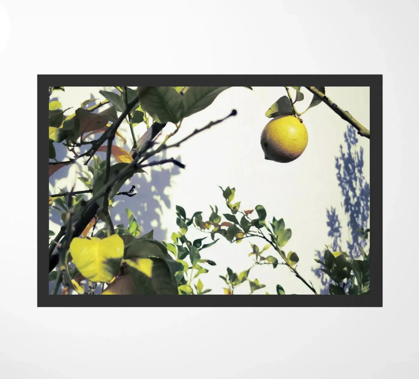 Lemons zerbino da Angelo Cerantola