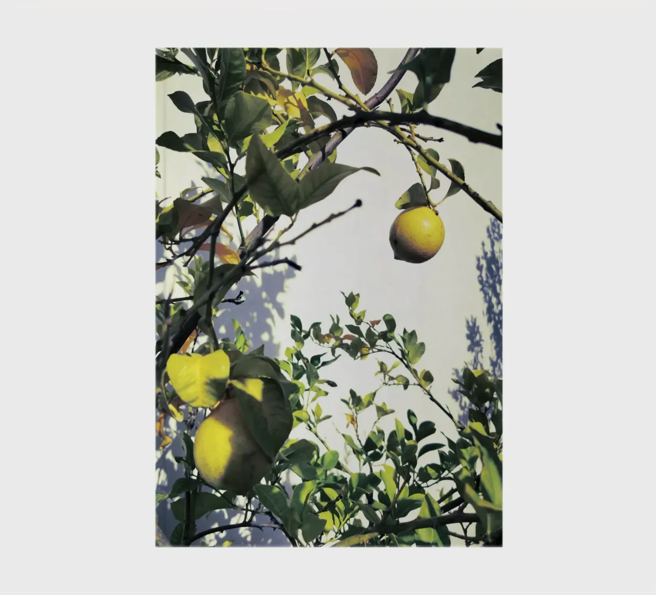 Lemons notebook by Angelo Cerantola