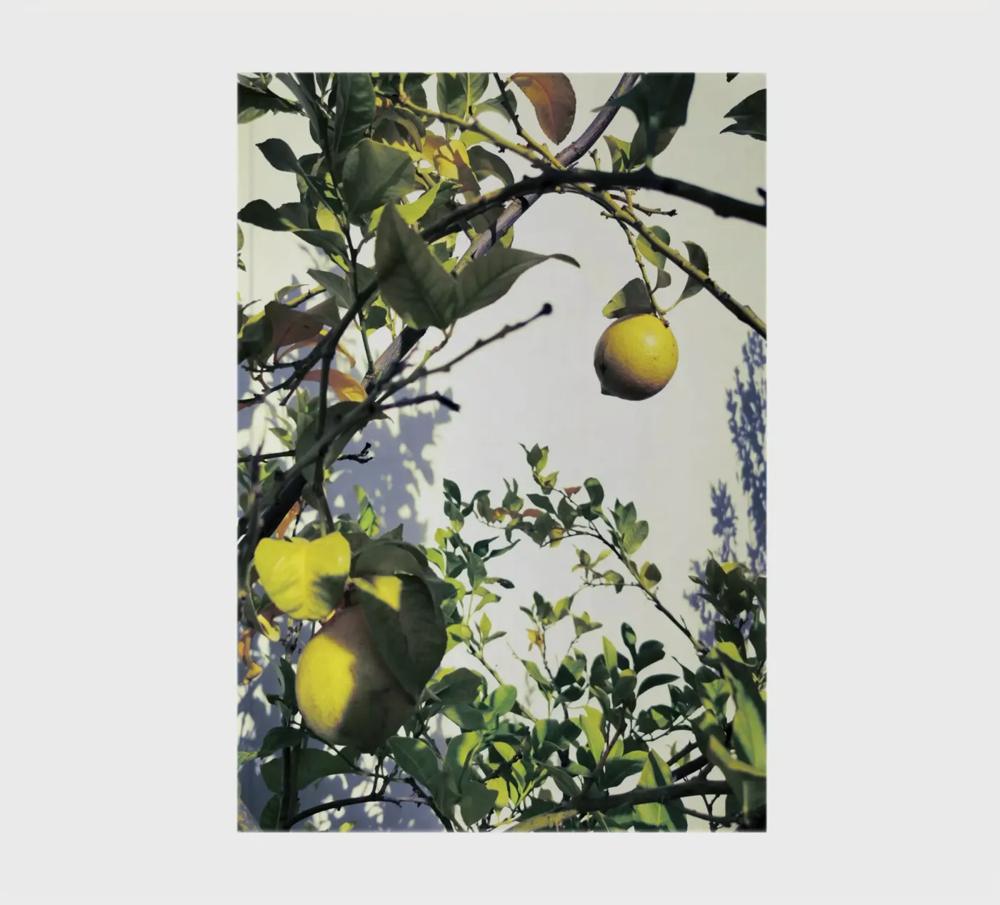 Lemons notebook by Angelo Cerantola