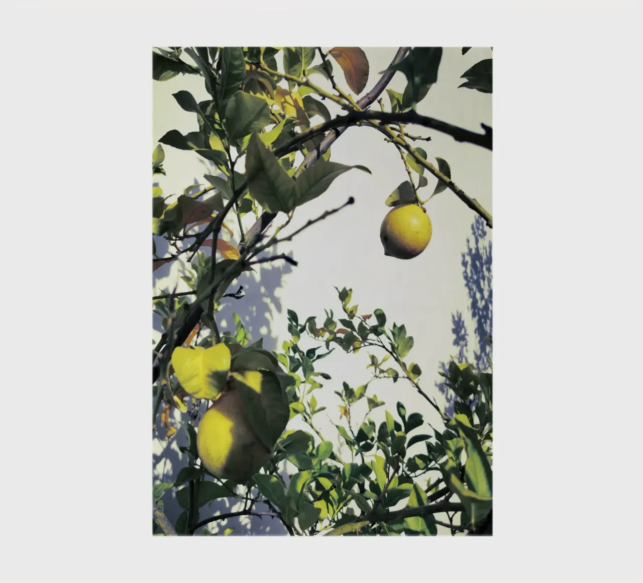 Lemons notebook by Angelo Cerantola