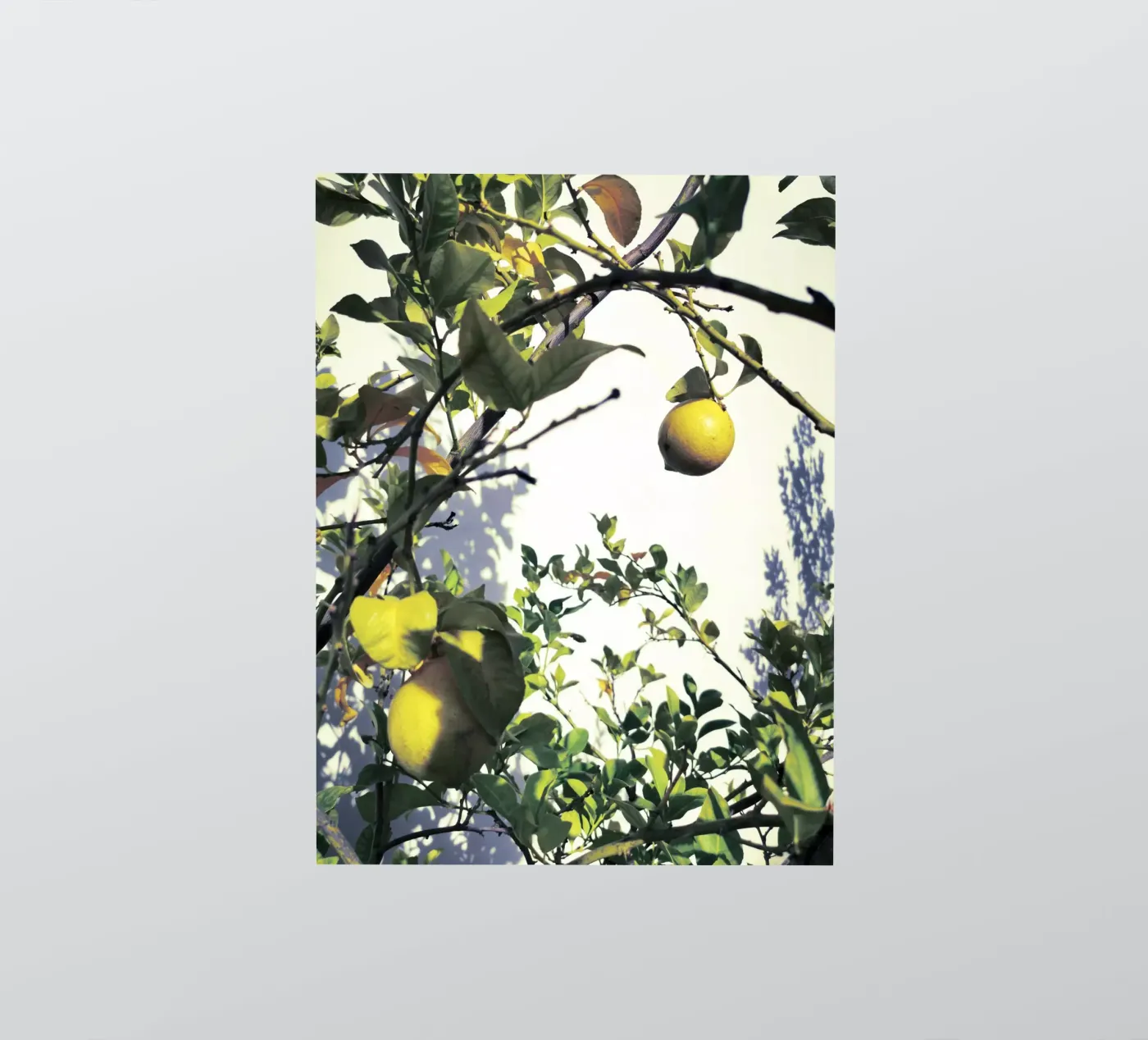 Lemons Sticker von Angelo Cerantola