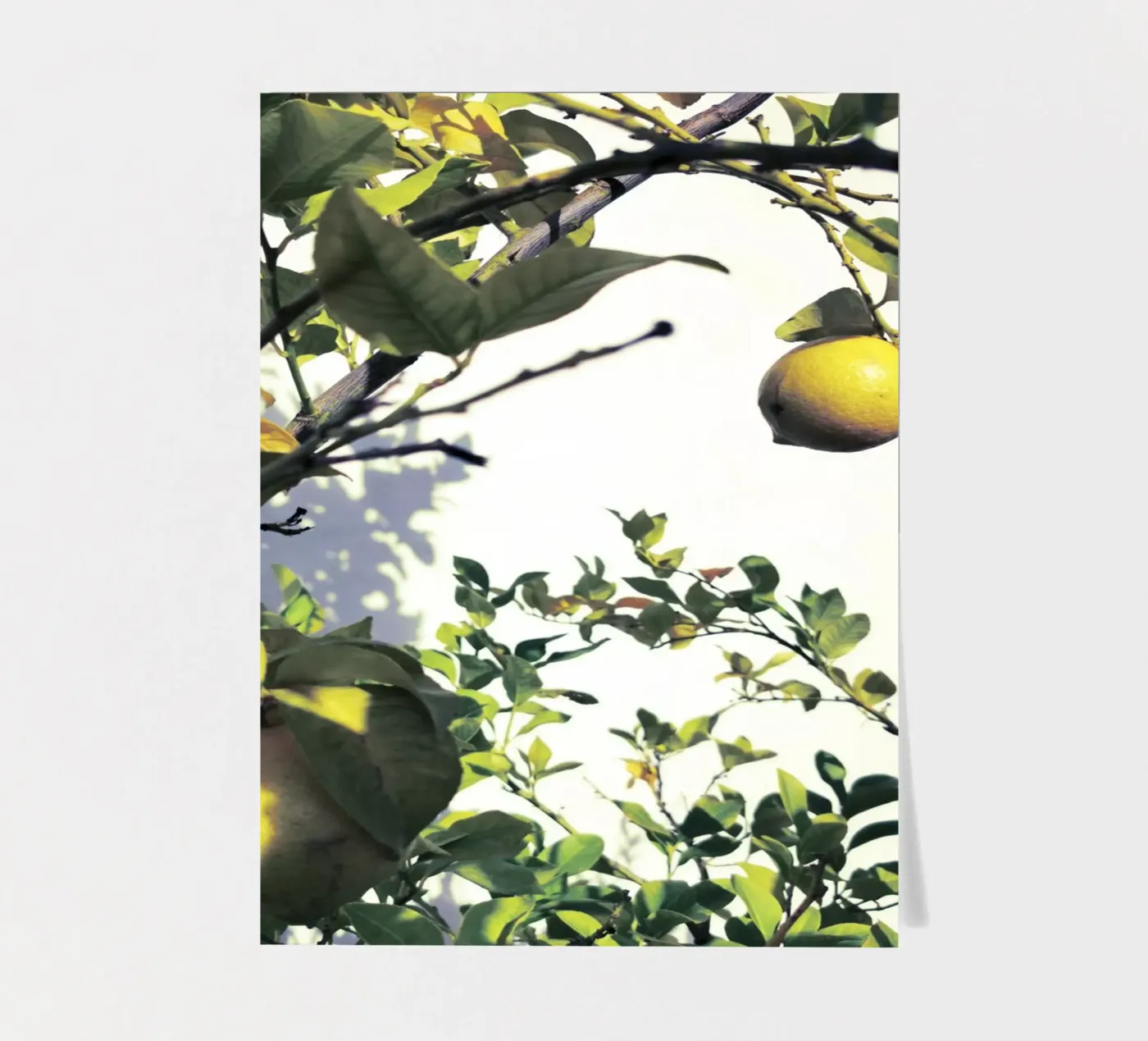 Lemons stickervel van Angelo Cerantola