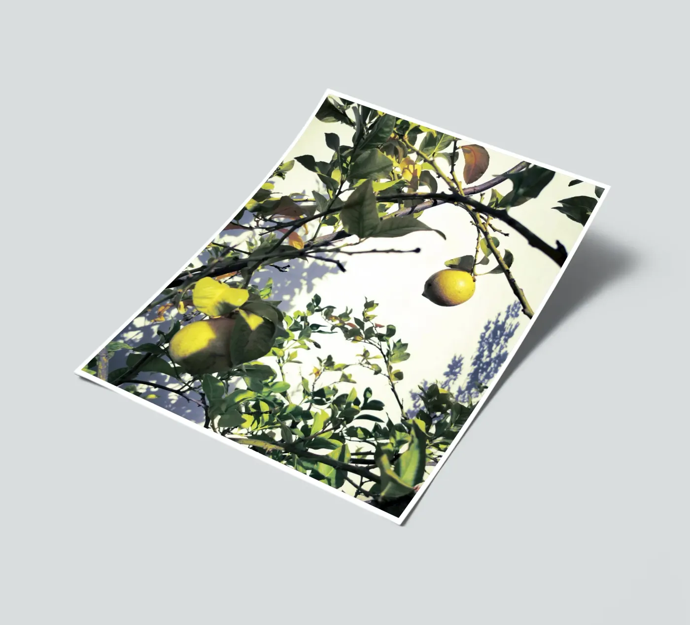 Lemons stickervel van Angelo Cerantola