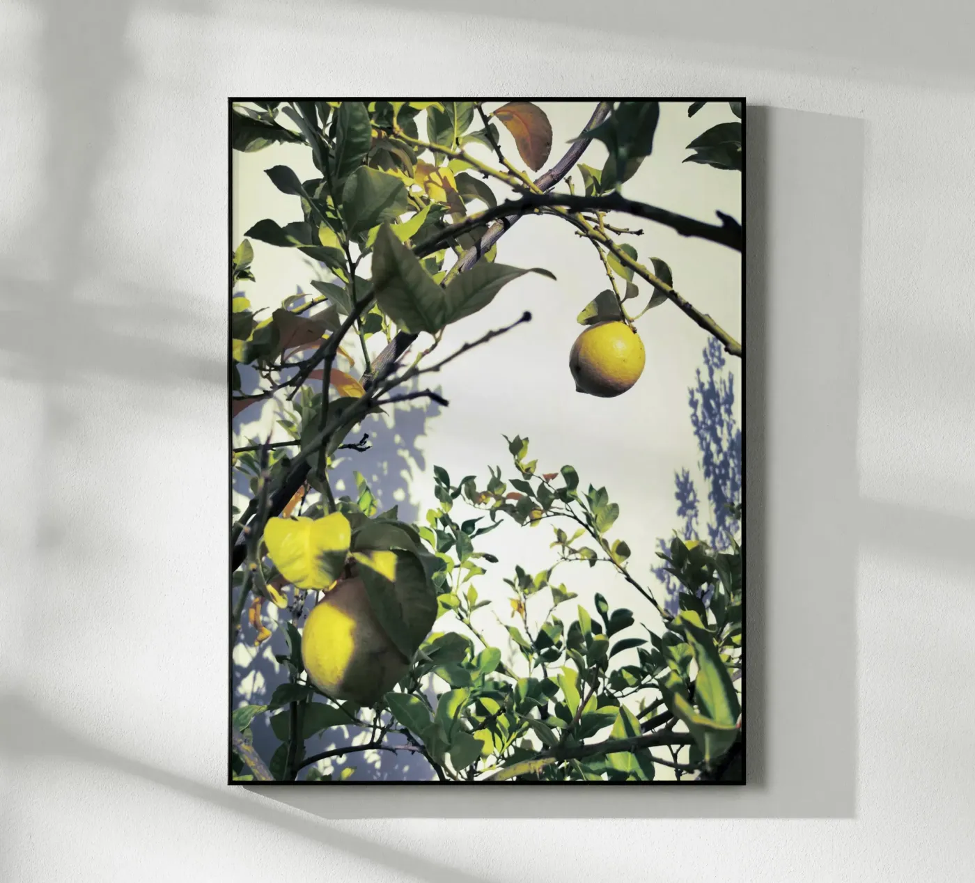 Lemons plexiglas de Angelo Cerantola