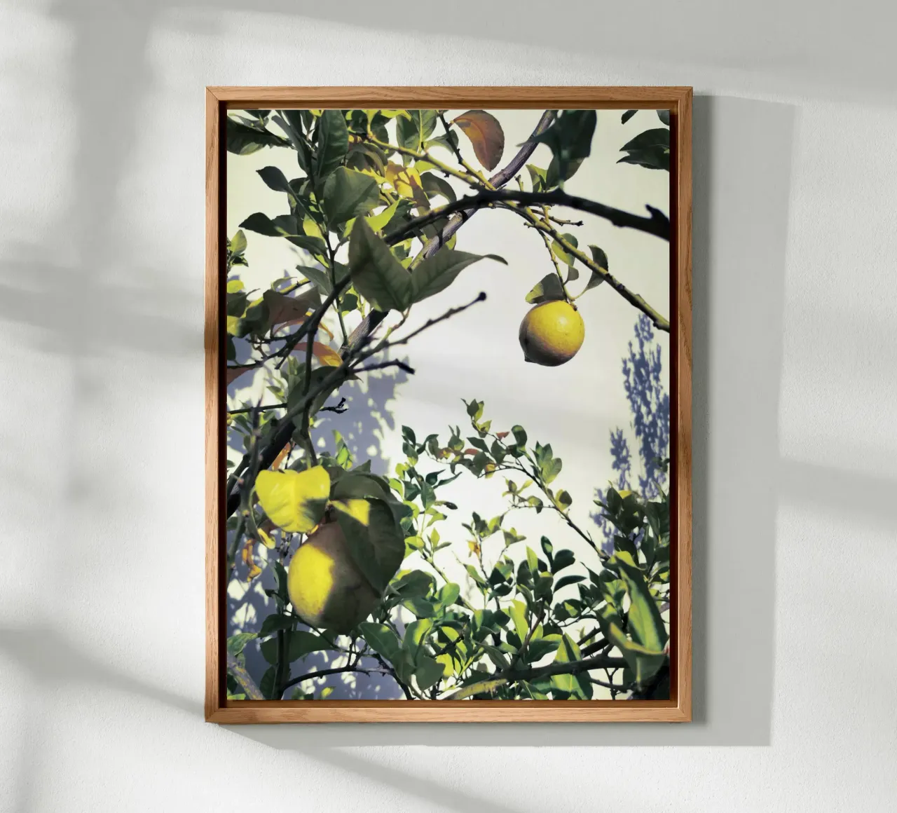 Lemons alluminio dibond da Angelo Cerantola
