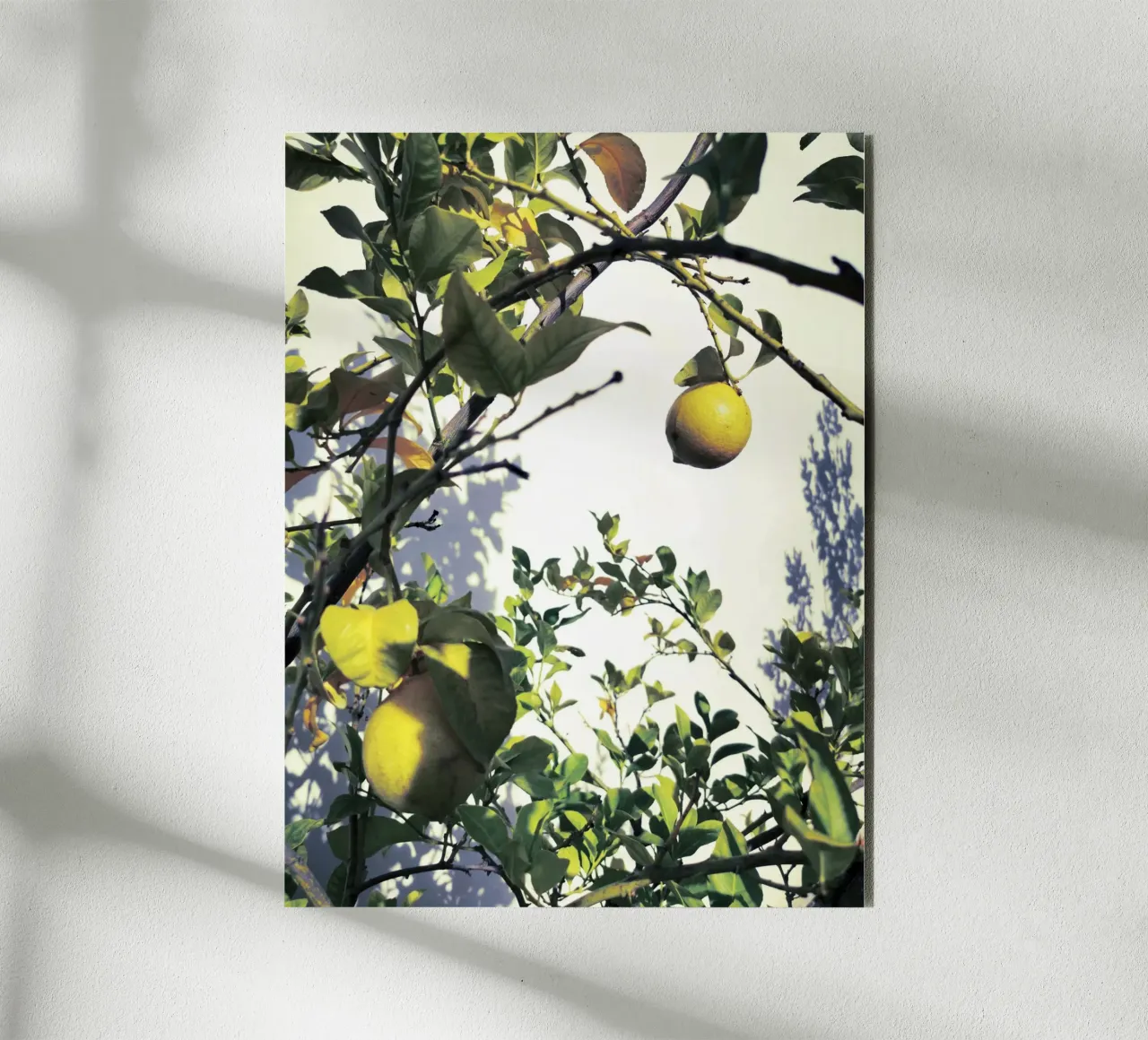 Lemons alluminio dibond da Angelo Cerantola