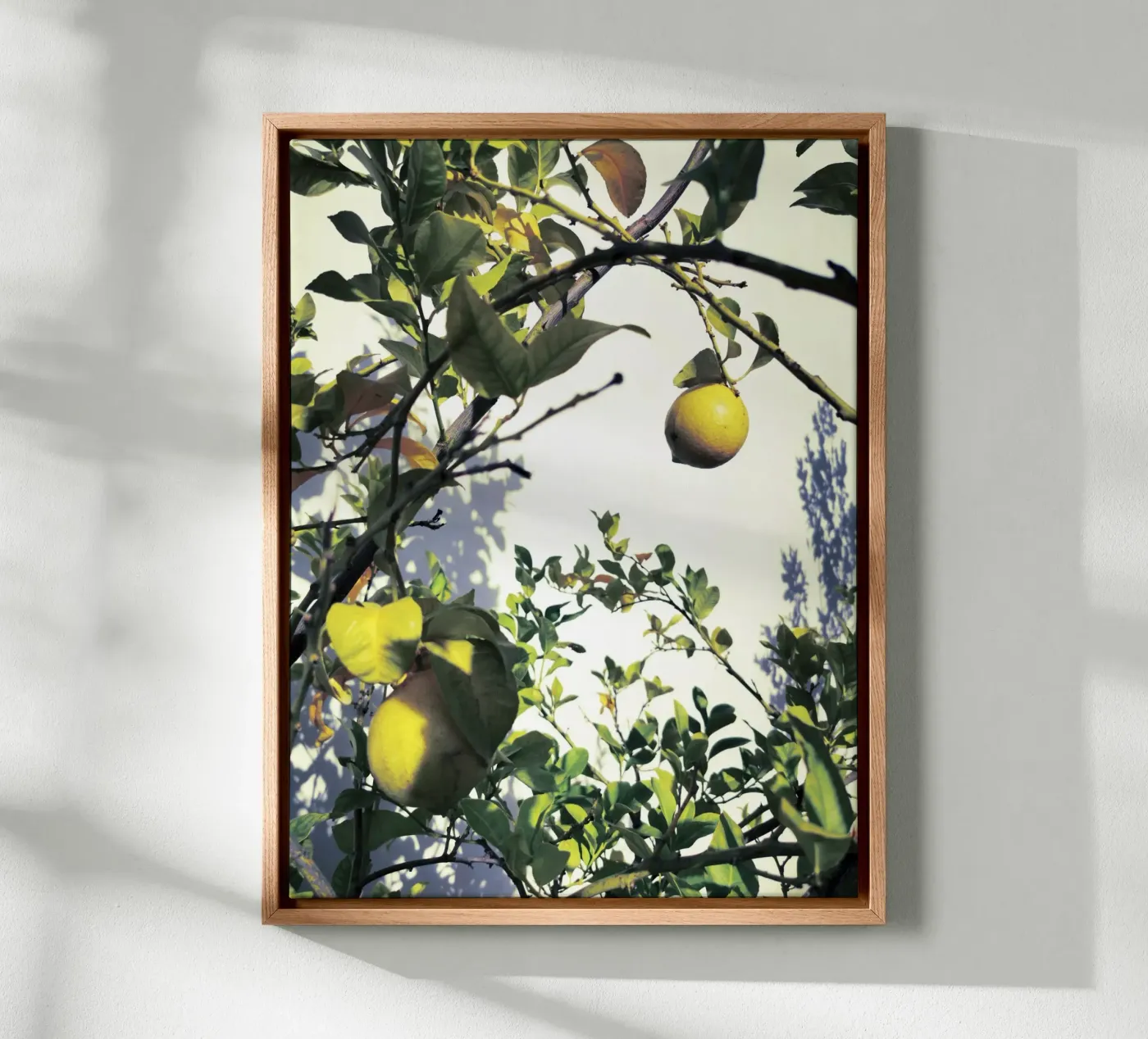 Lemons canvas van Angelo Cerantola