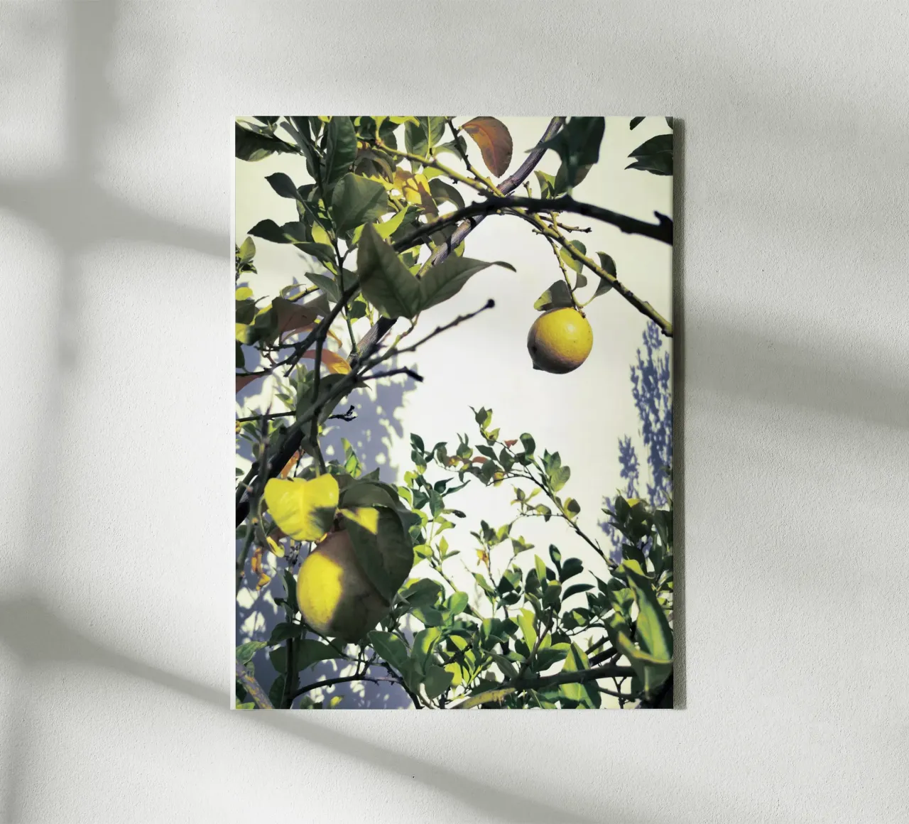 Lemons Leinwand von Angelo Cerantola