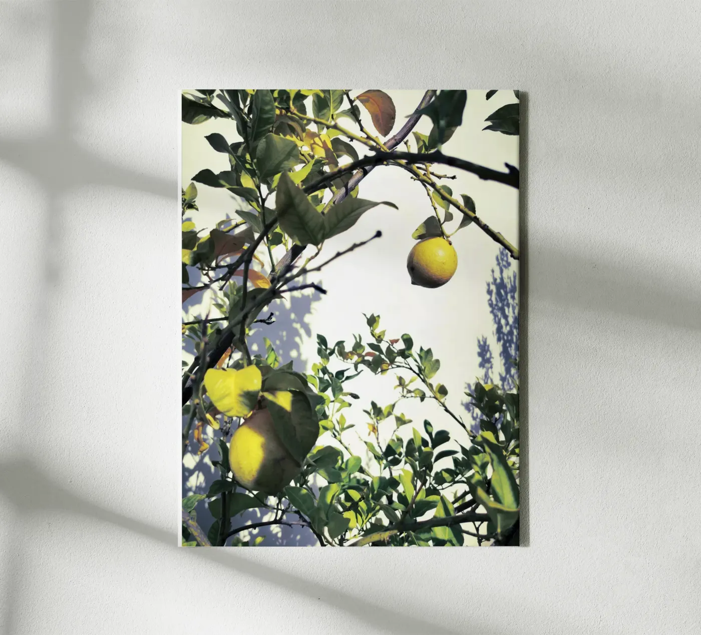 Lemons canvas van Angelo Cerantola