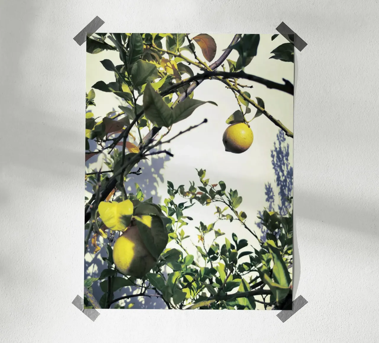 Lemons poster con telaio in plastica da Angelo Cerantola